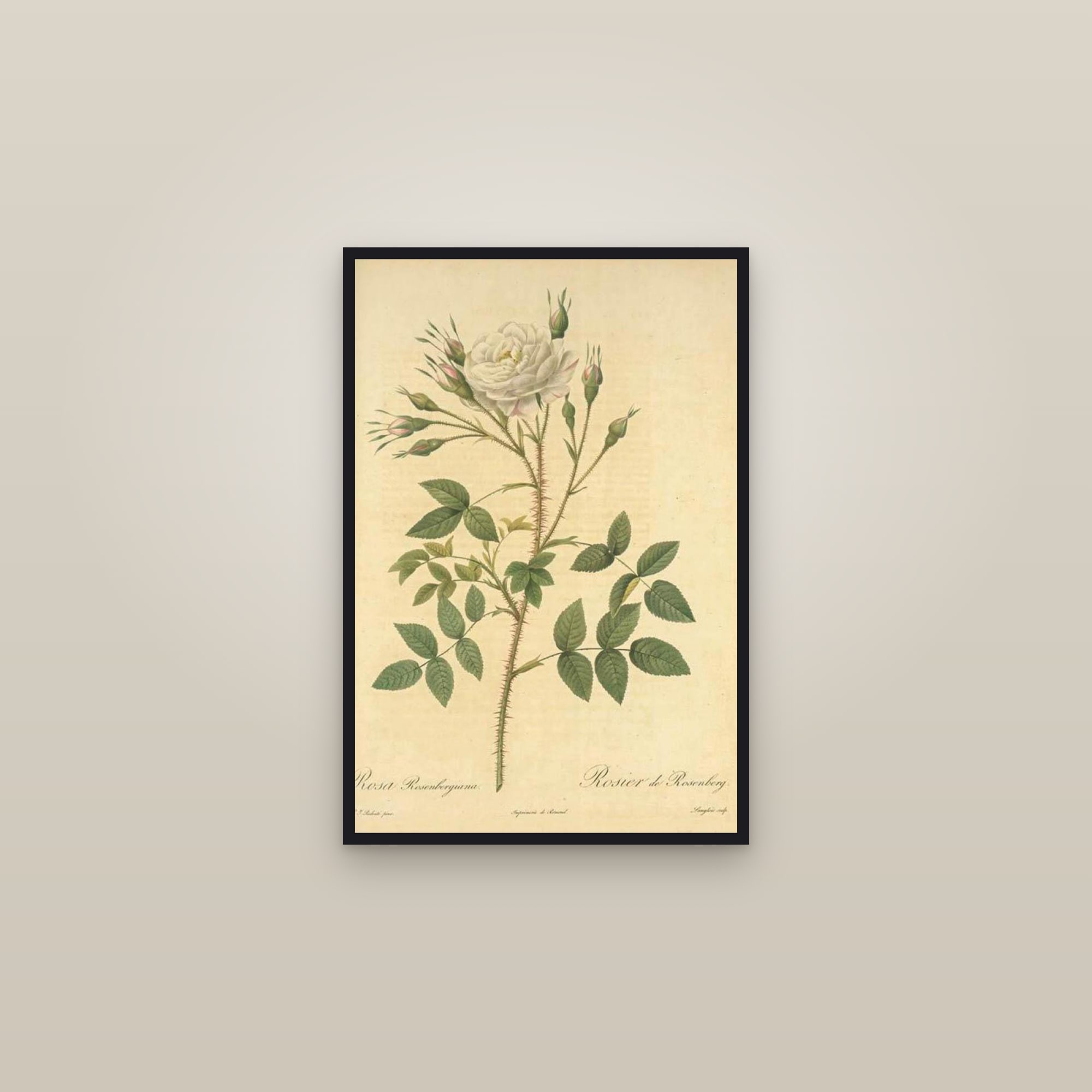 Rosenberg Rose — framed in a gallery setting