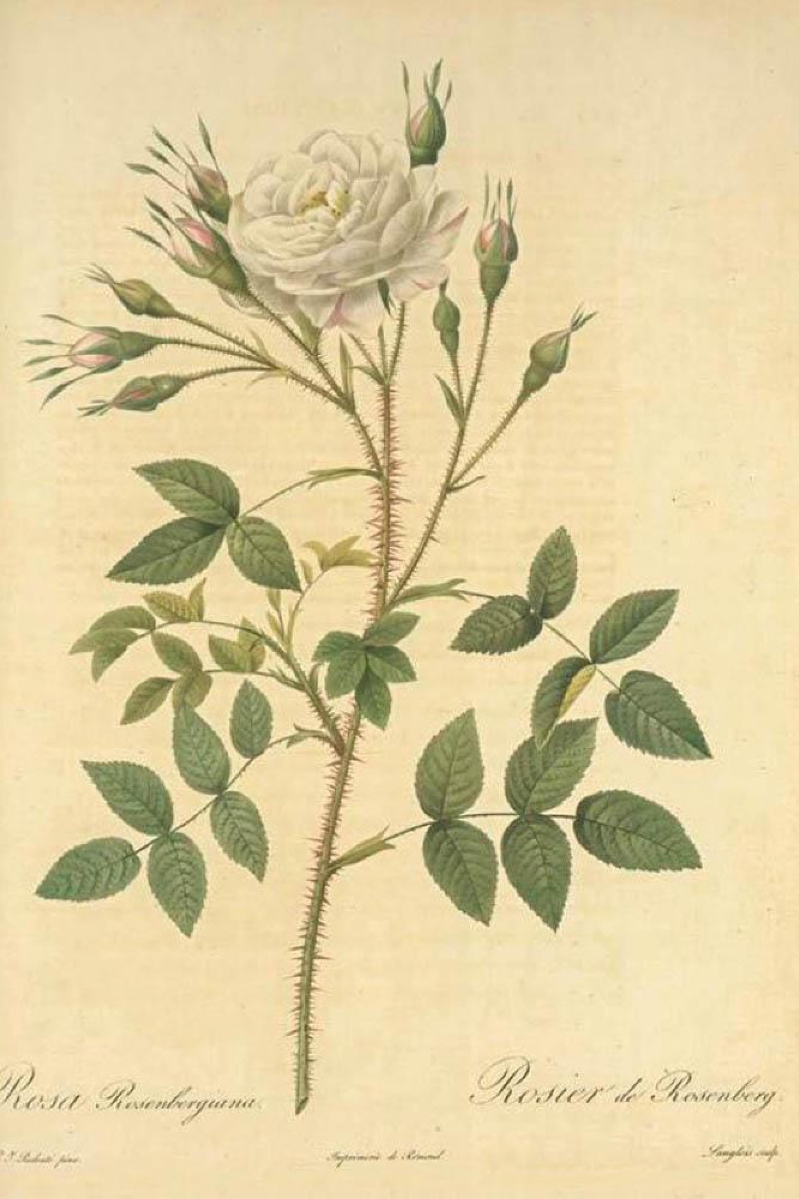 Rosenberg Rose