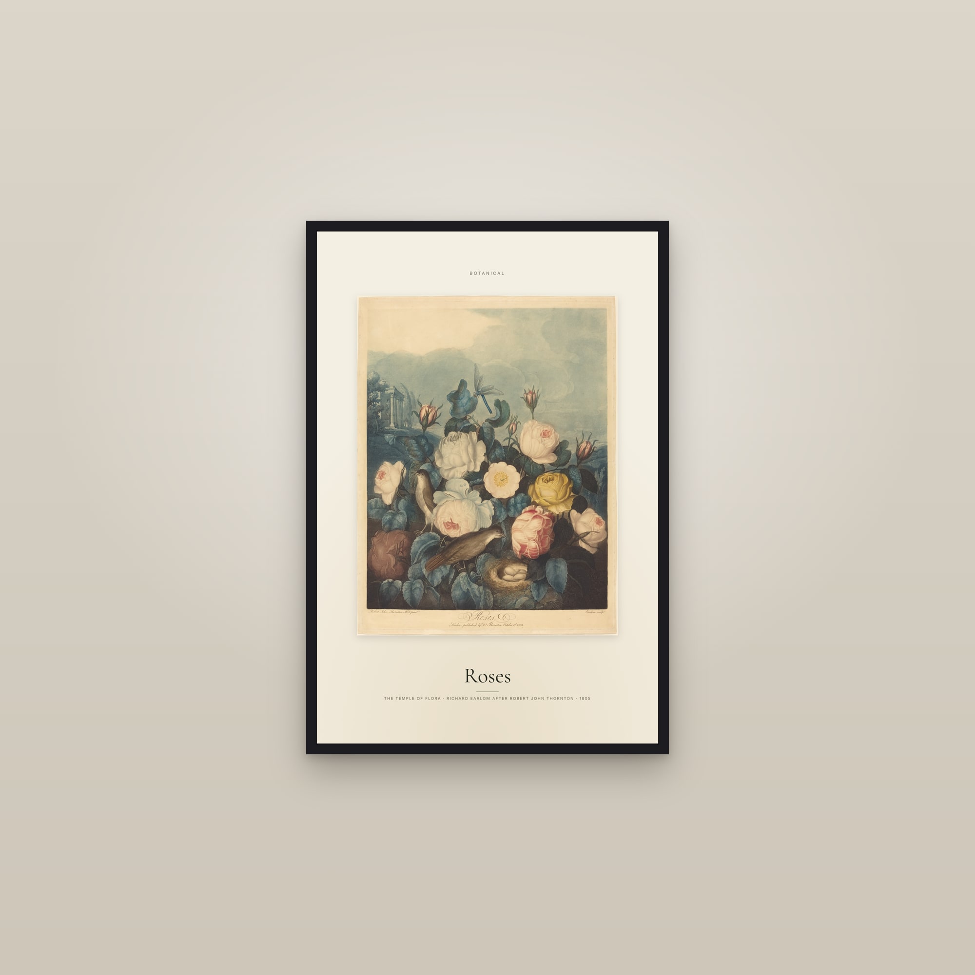 Roses (Thornton) — Specimen — framed in a gallery setting