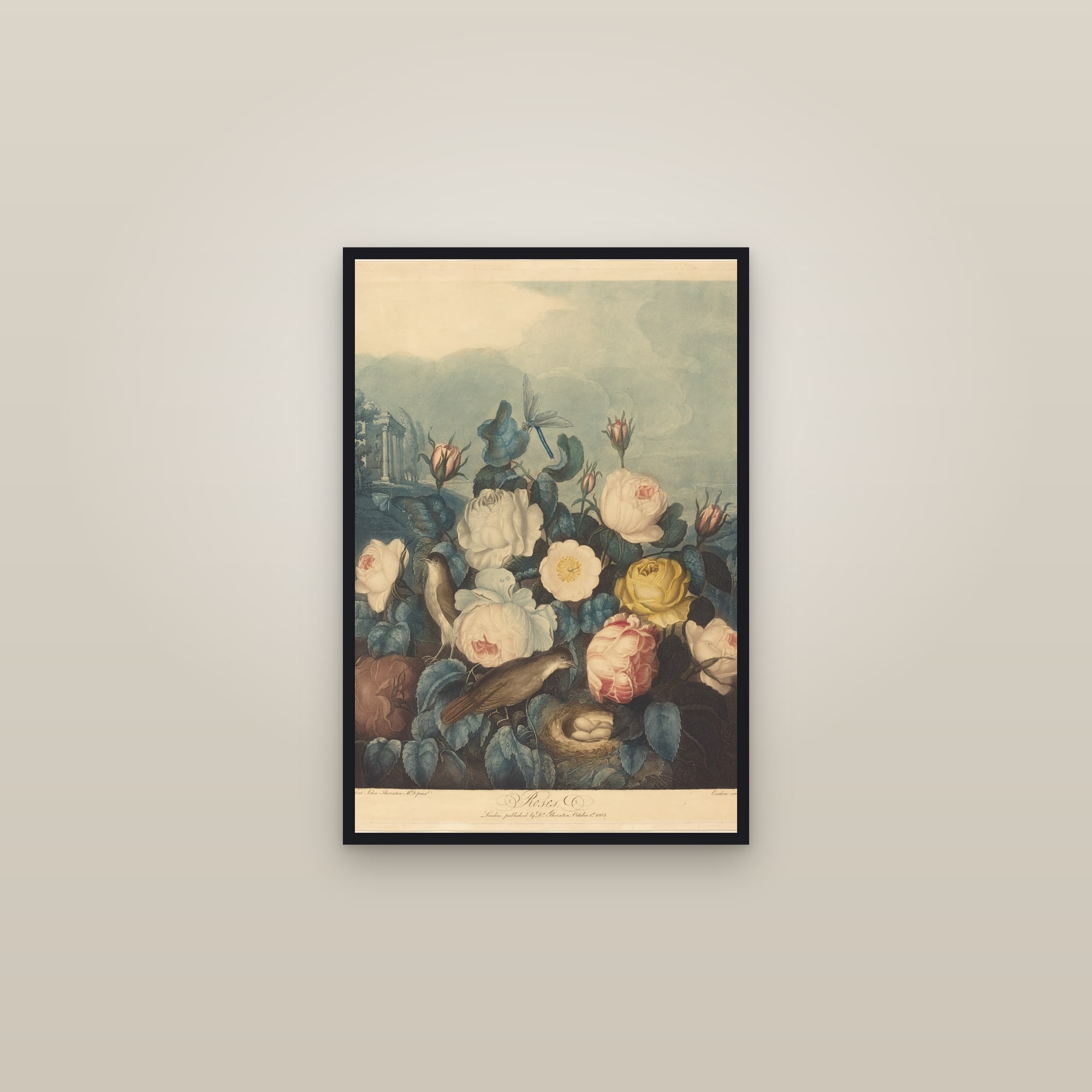 Roses (Thornton) — framed in a gallery setting