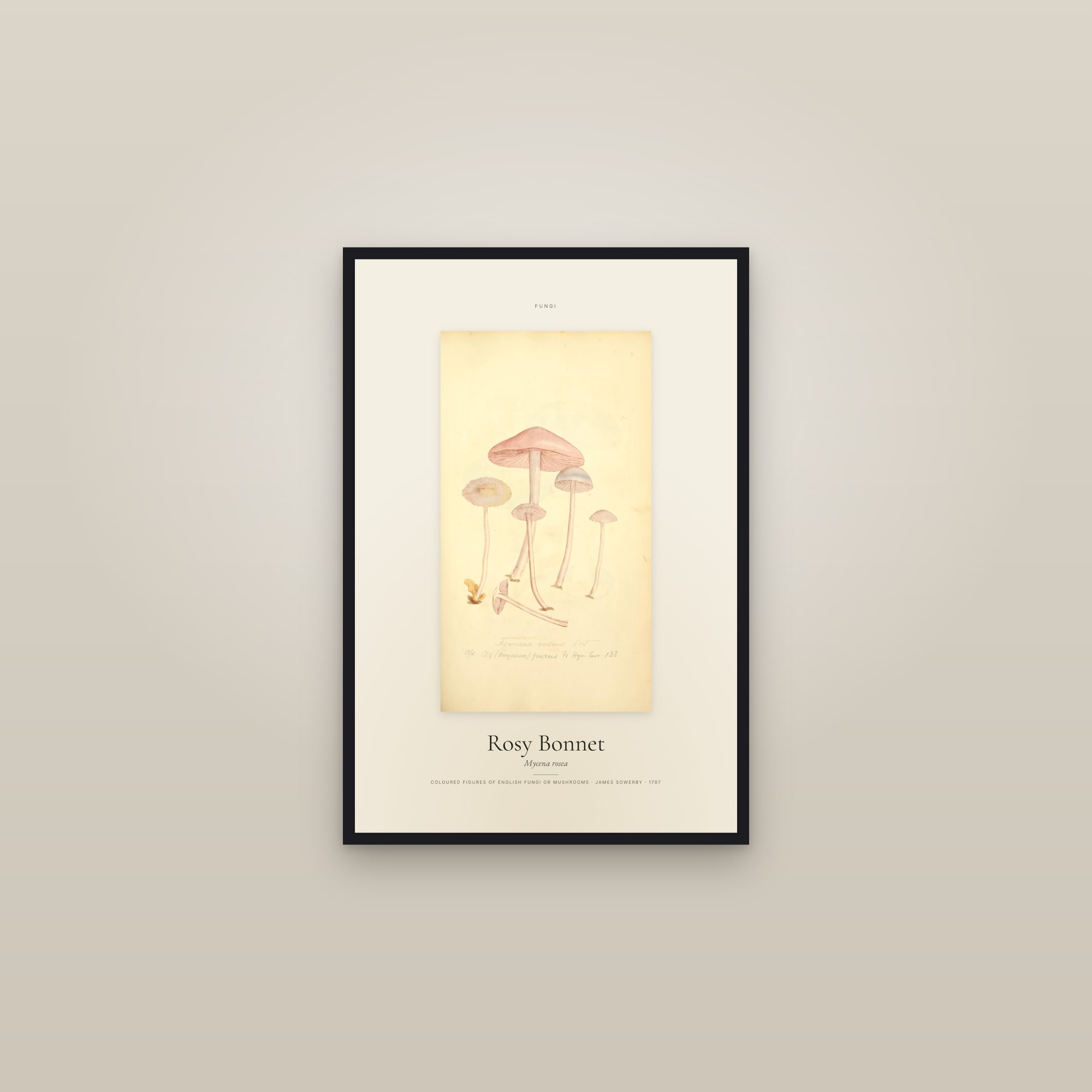 Rosy Bonnet — Specimen — framed in a gallery setting