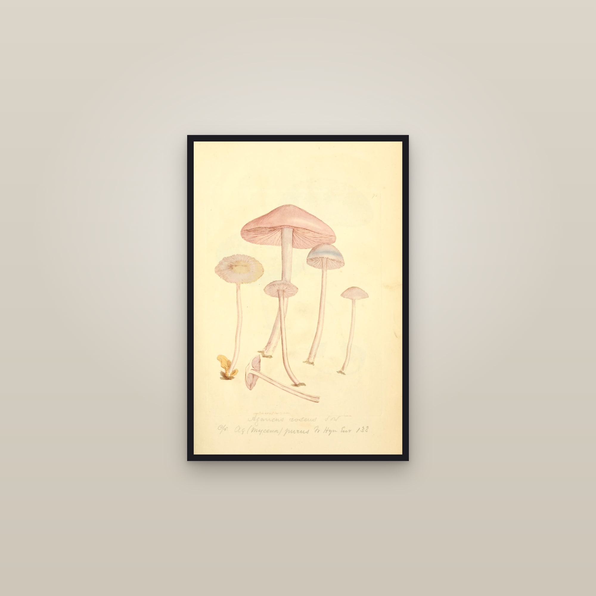 Rosy Bonnet — framed in a gallery setting