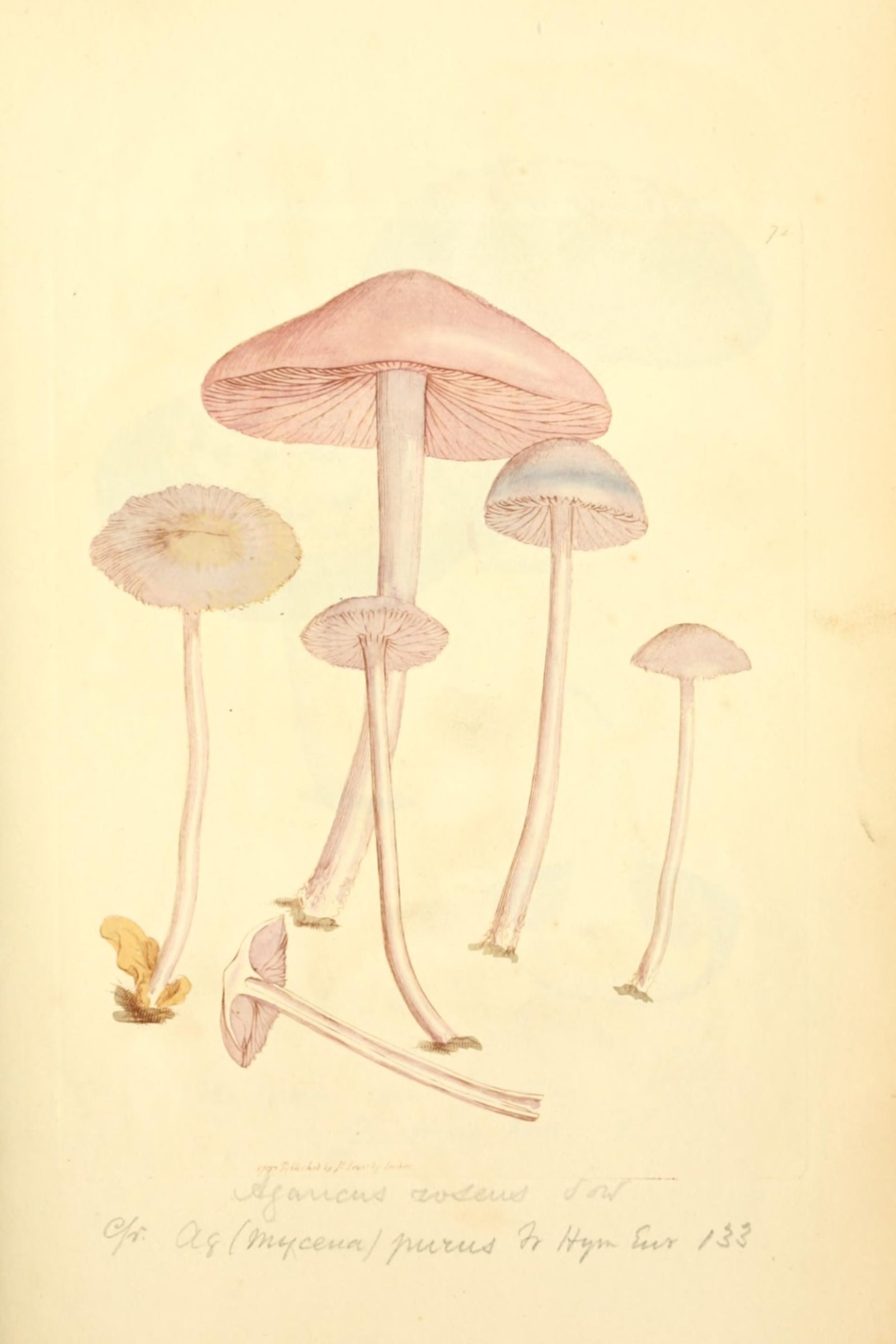 Rosy Bonnet