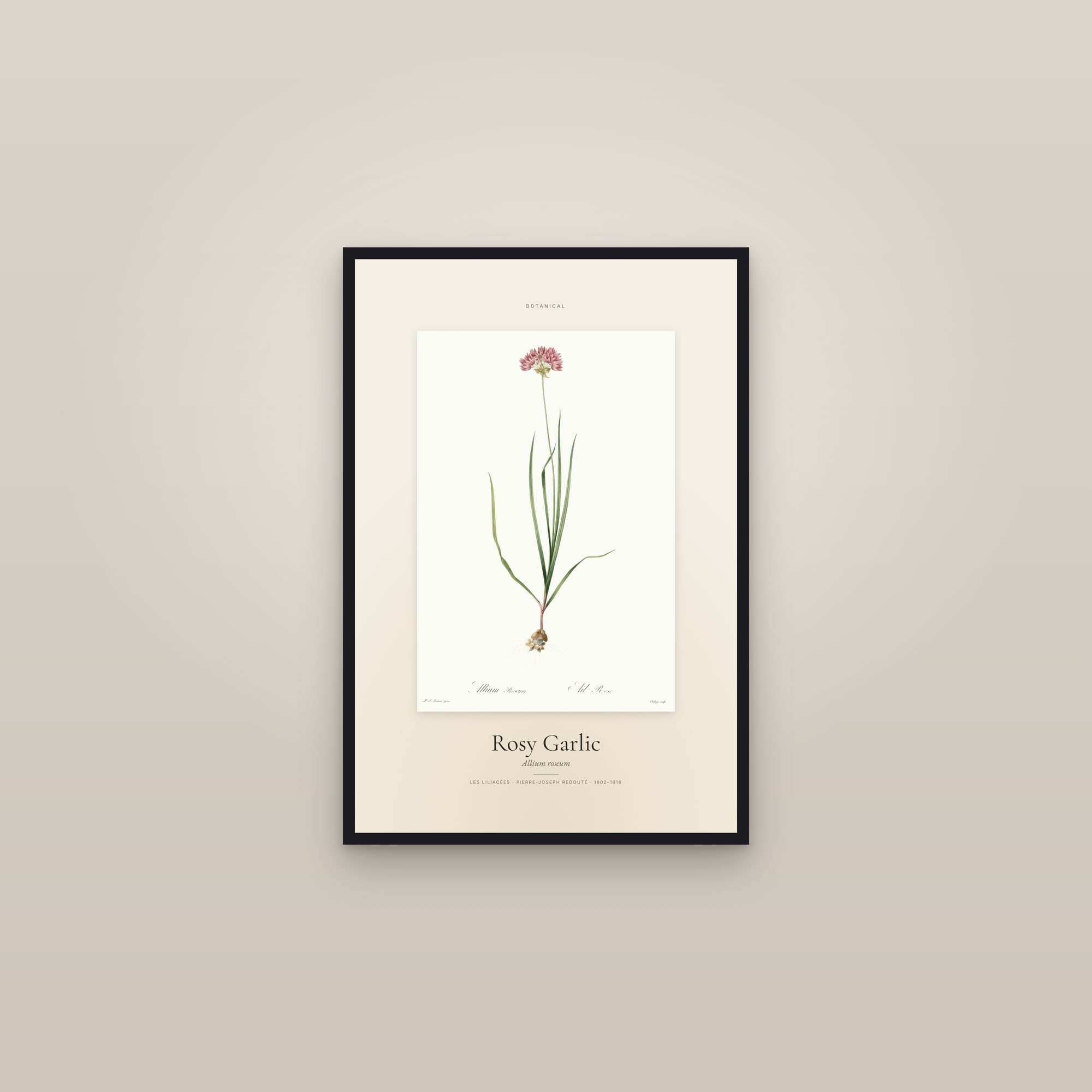 Rosy Garlic — Specimen — framed in a gallery setting