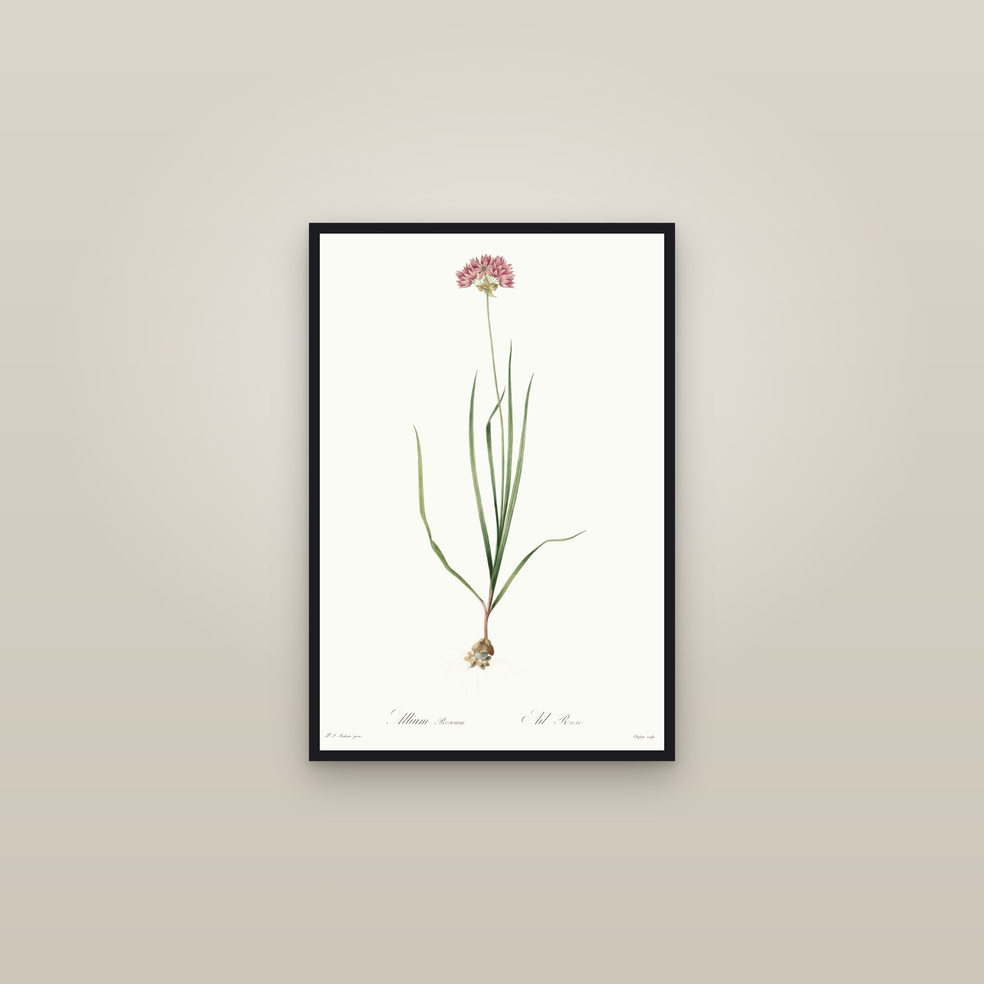 Rosy Garlic — framed in a gallery setting