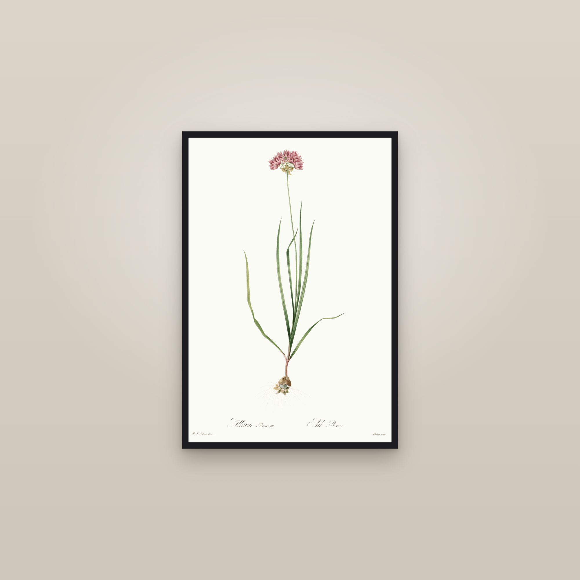 Rosy Garlic — framed in a gallery setting