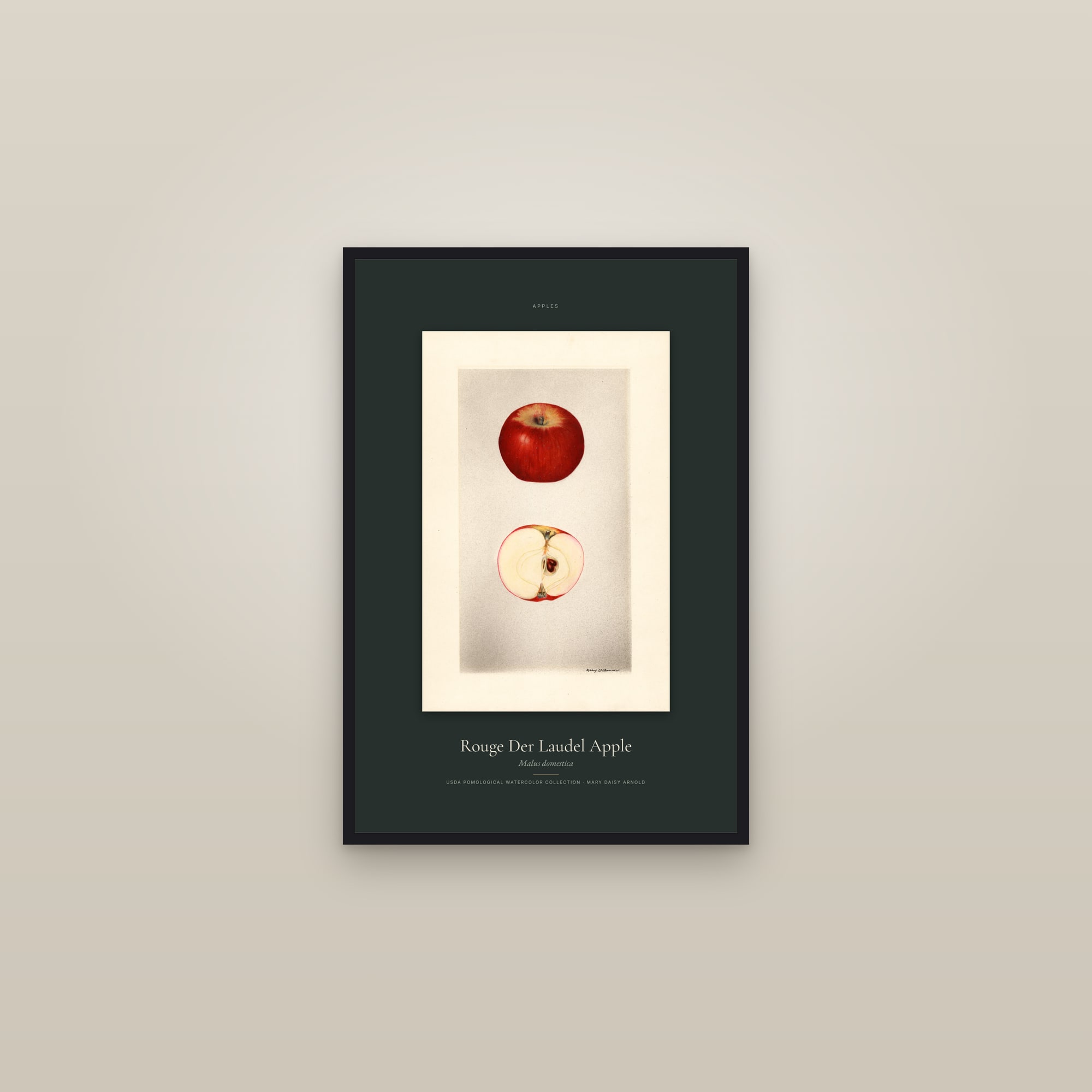 Rouge Der Laudel Apple — Specimen — framed in a gallery setting