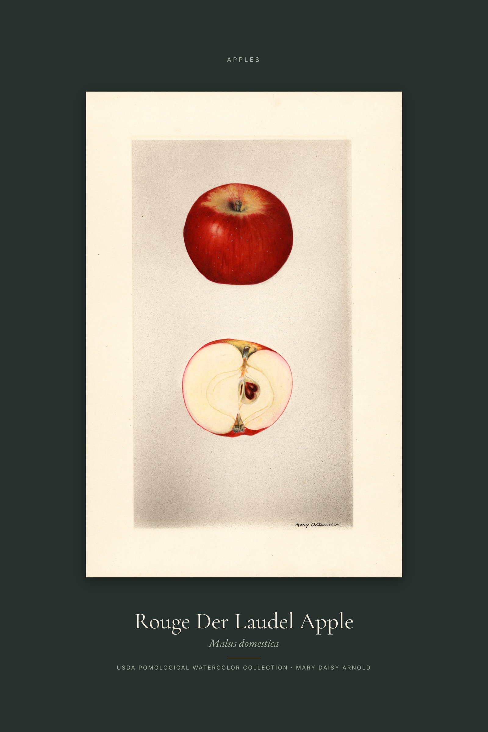 Rouge Der Laudel Apple — Specimen