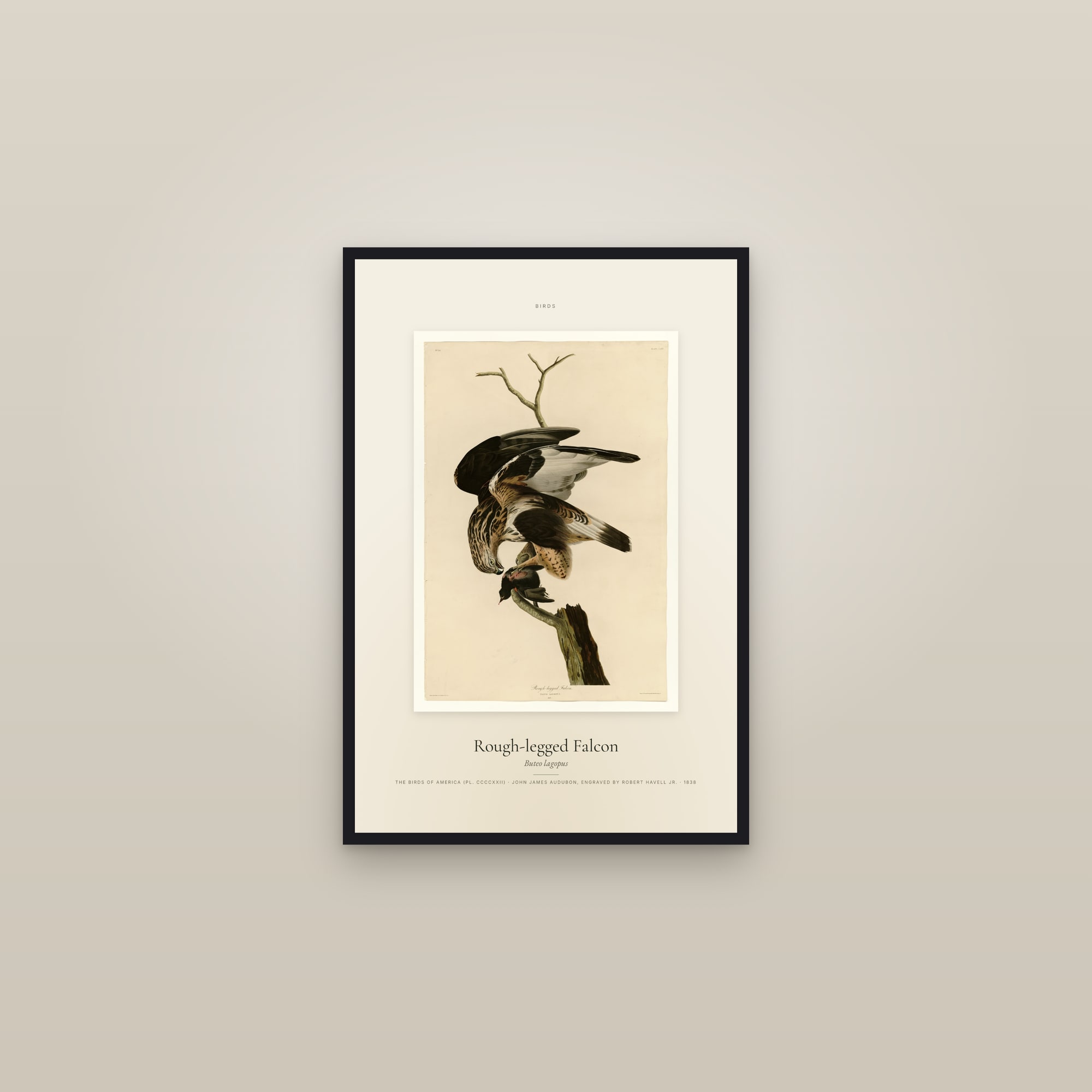 Rough-legged Falcon — Specimen — framed in a gallery setting
