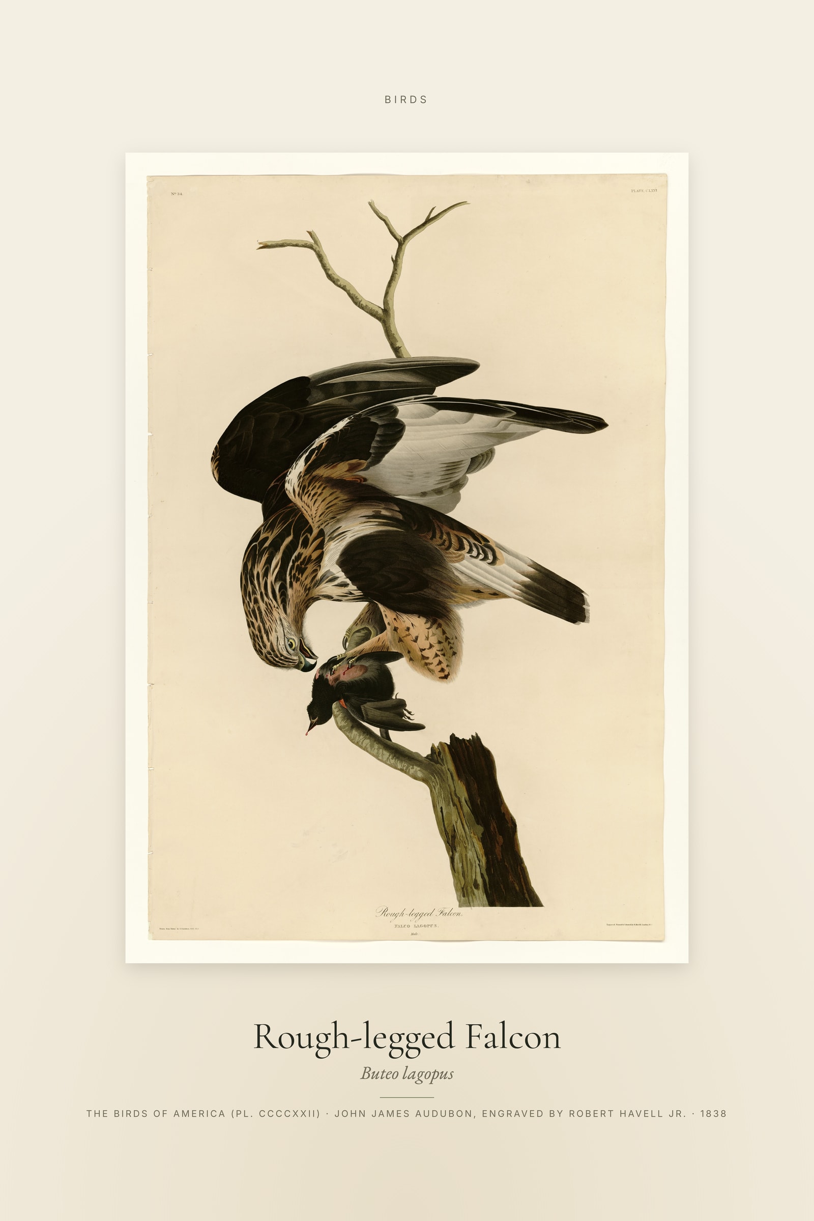 Rough-legged Falcon — Specimen