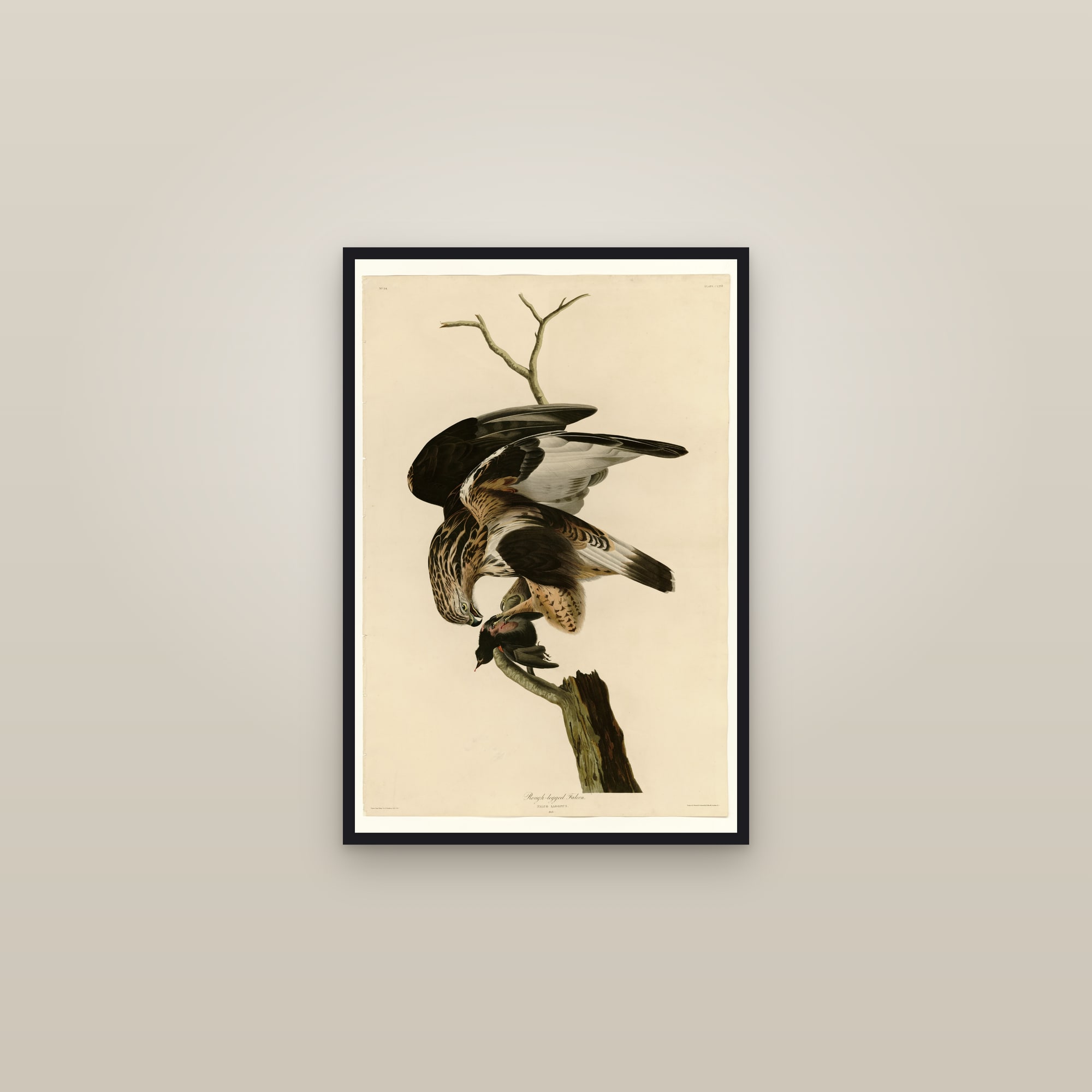 Rough-legged Falcon — framed in a gallery setting