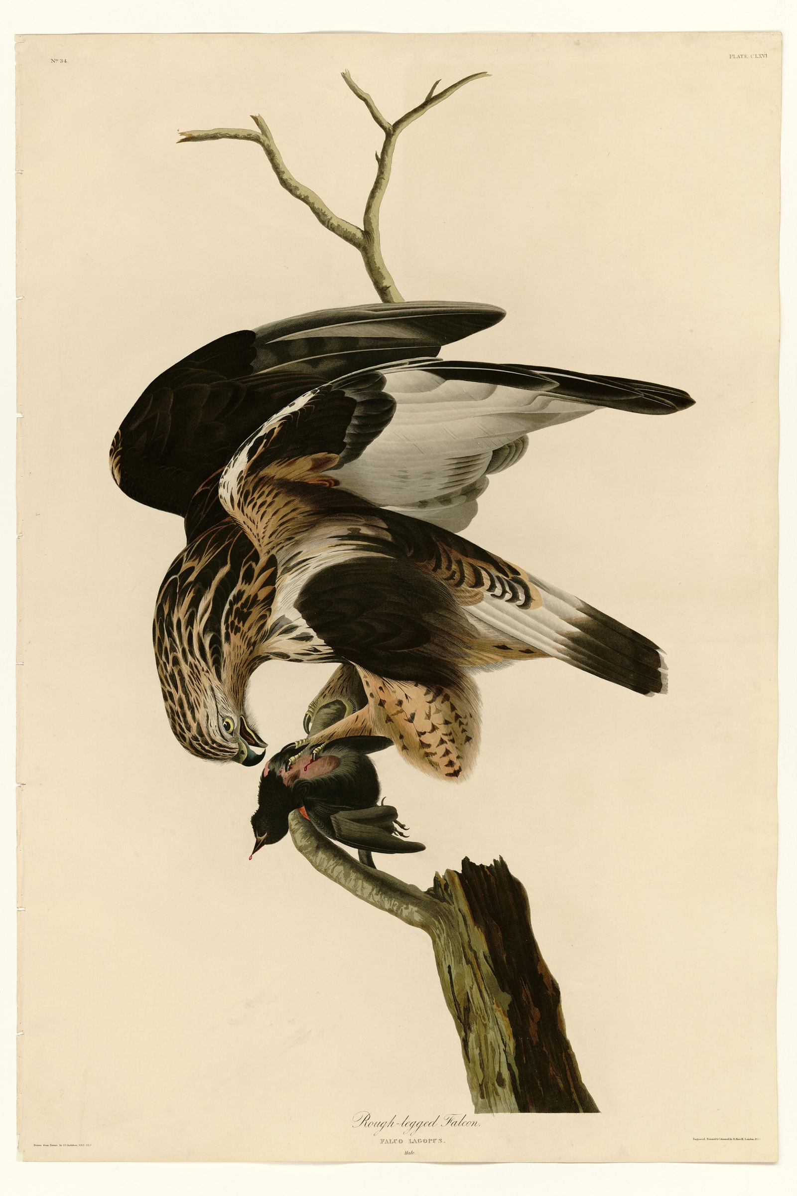 Rough-legged Falcon
