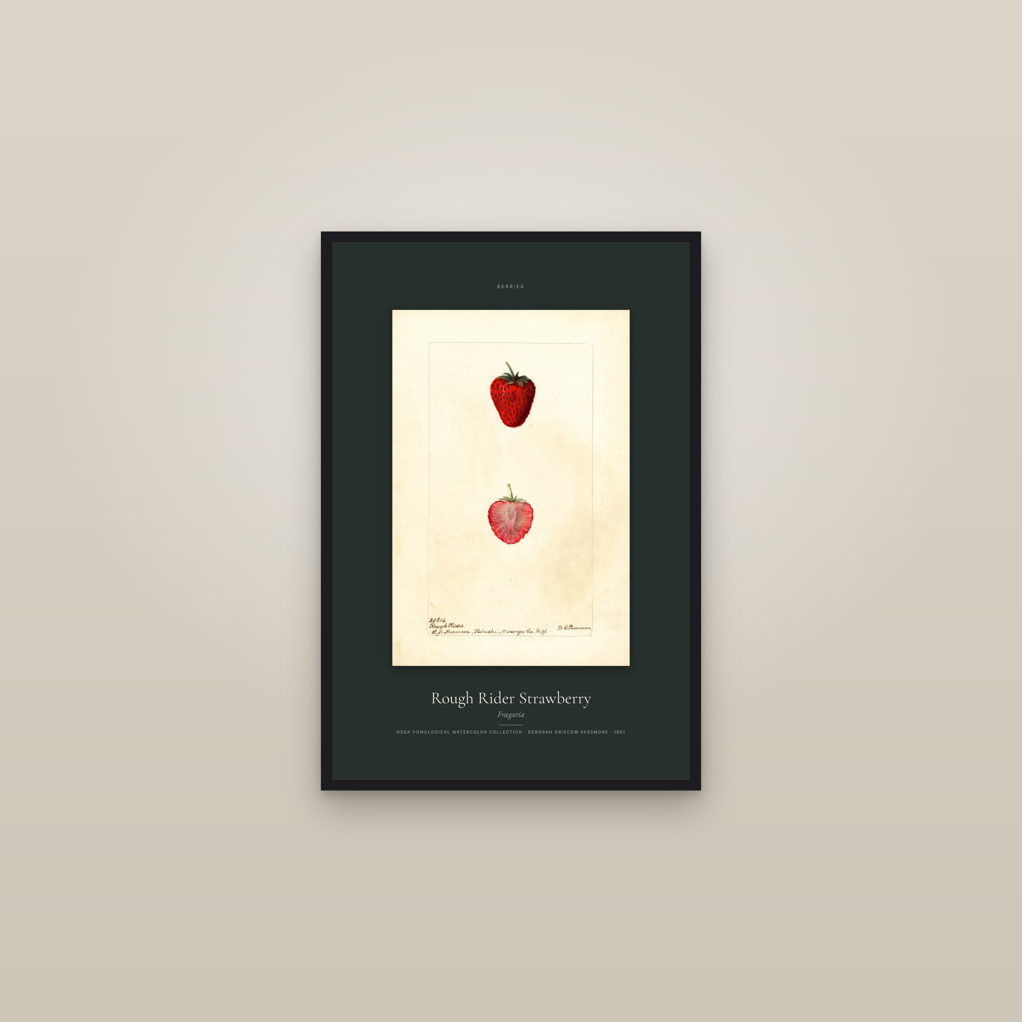Rough Rider Strawberry — Specimen — framed in a gallery setting