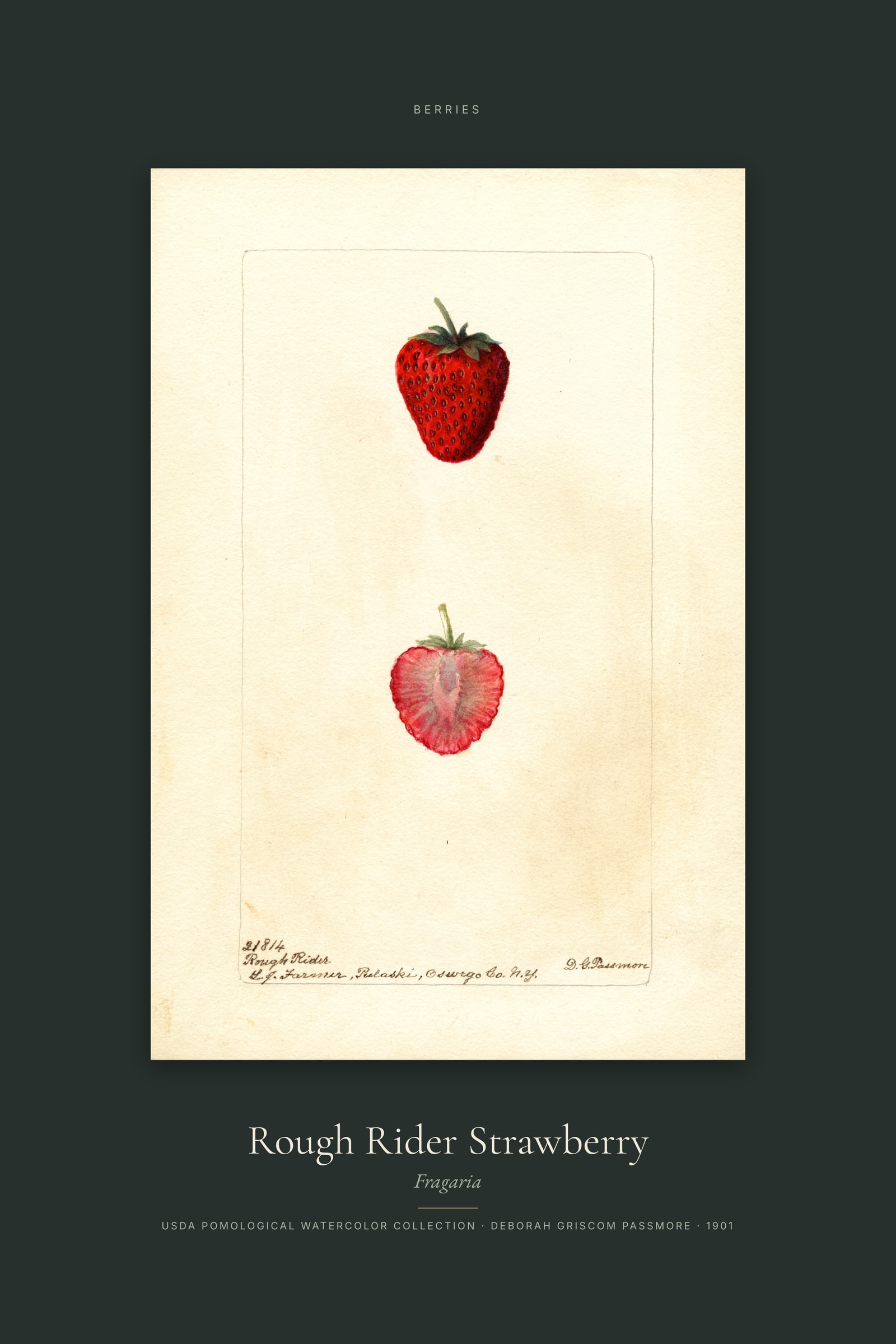 Rough Rider Strawberry — Specimen