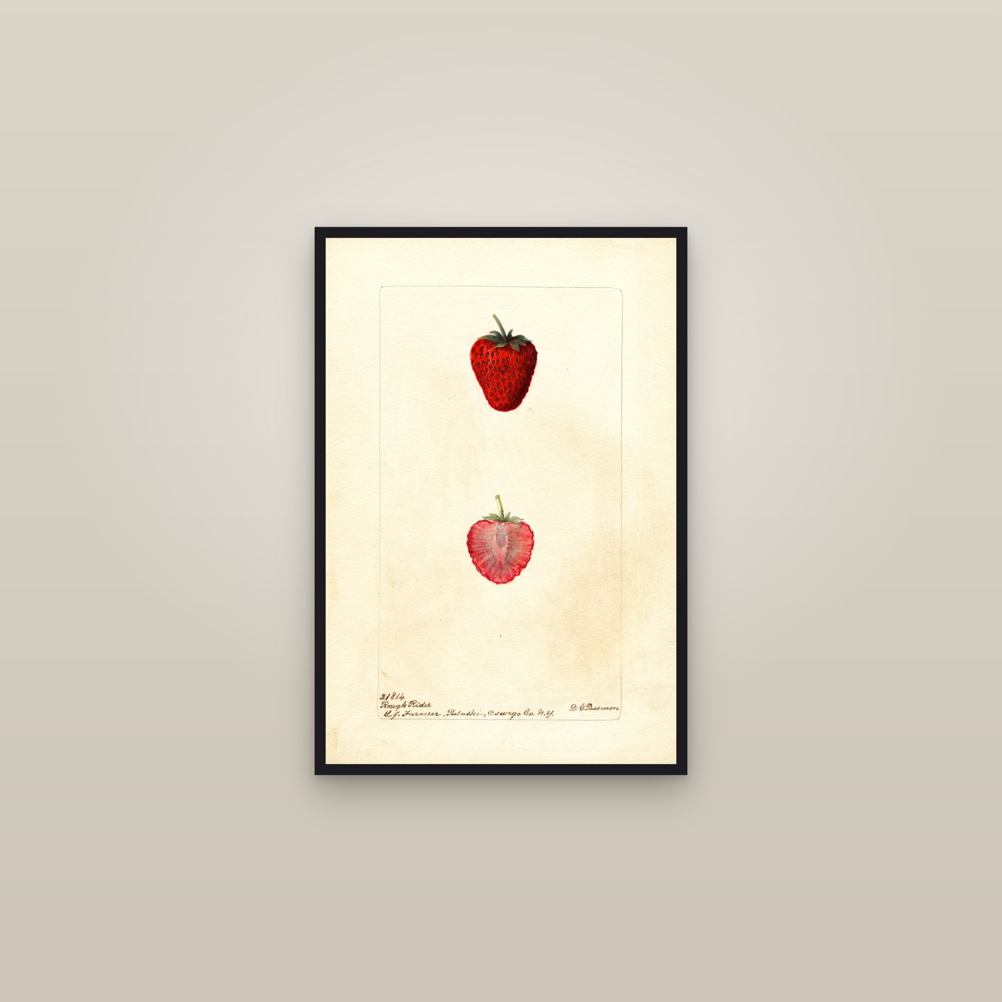 Rough Rider Strawberry — framed in a gallery setting
