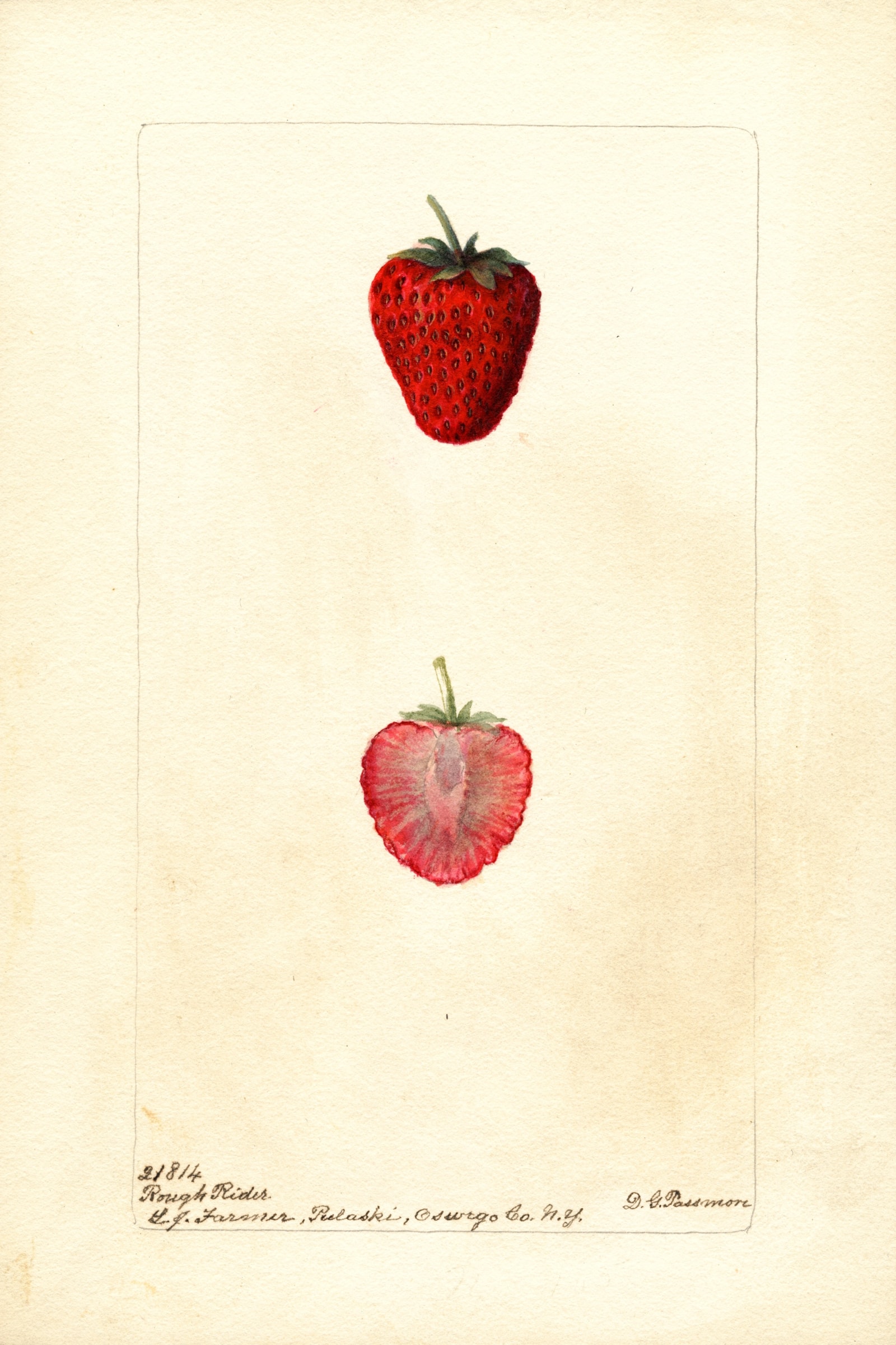 Rough Rider Strawberry