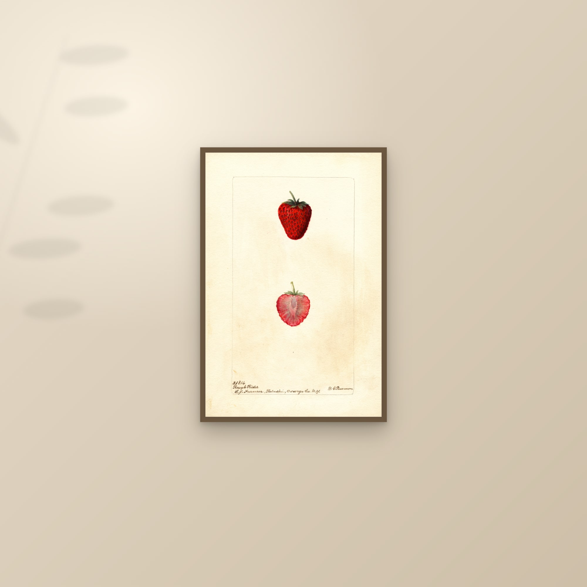 Rough Rider Strawberry — framed and styled on a sunlit wall