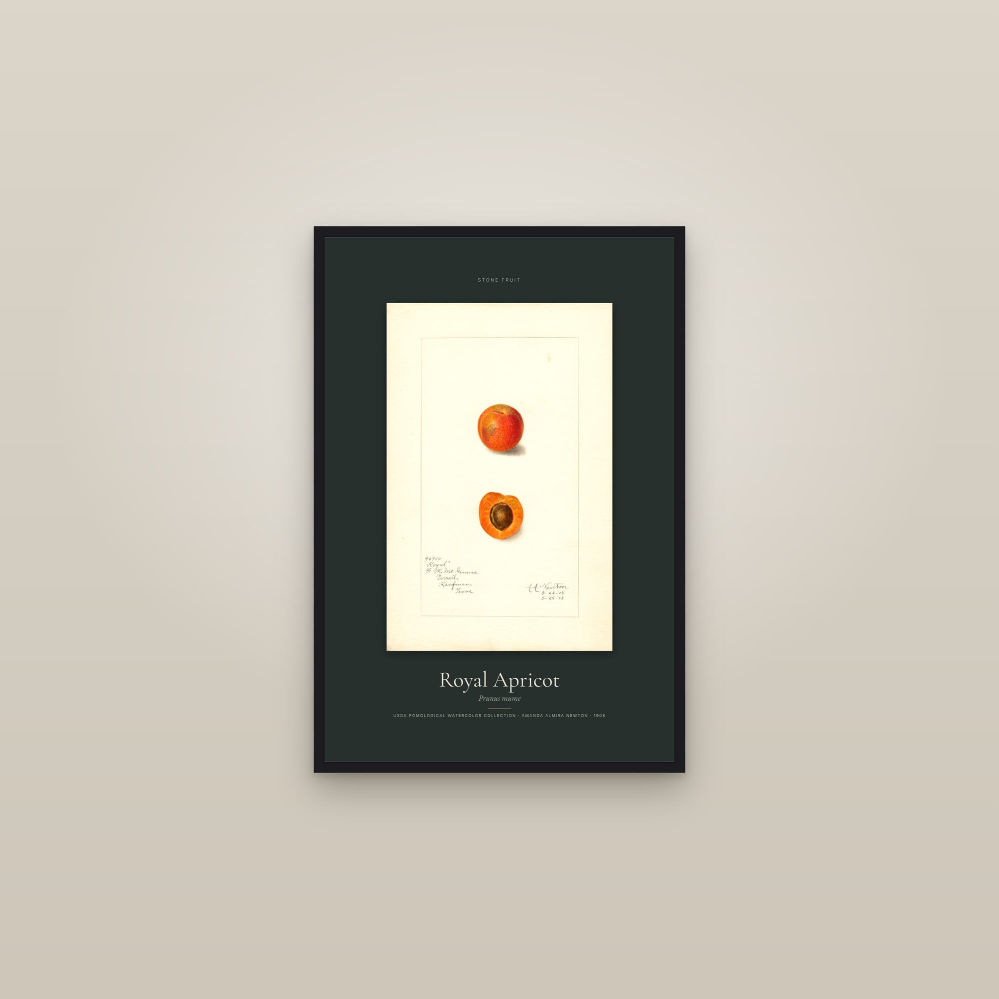 Royal Apricot — Specimen — framed in a gallery setting