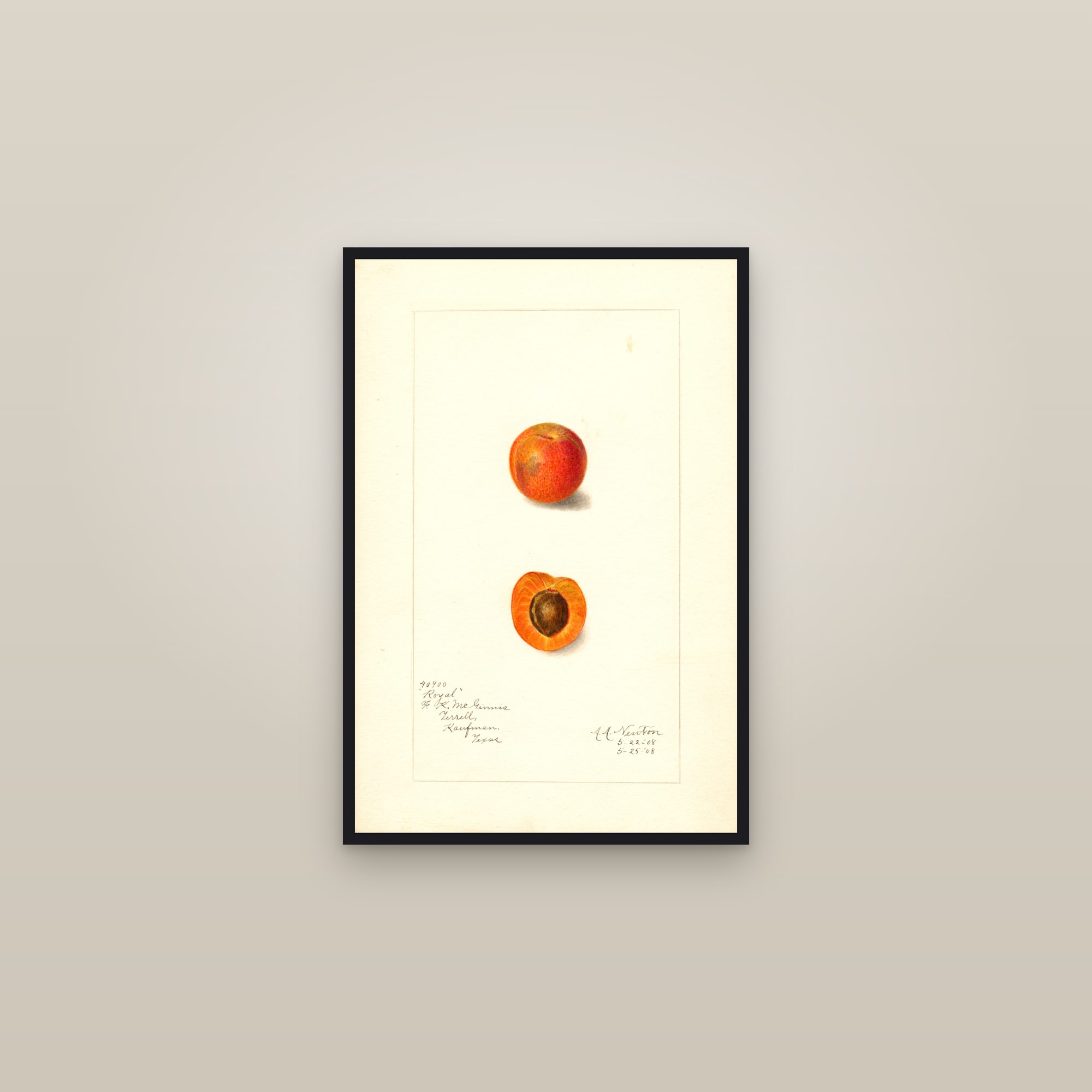 Royal Apricot — framed in a gallery setting