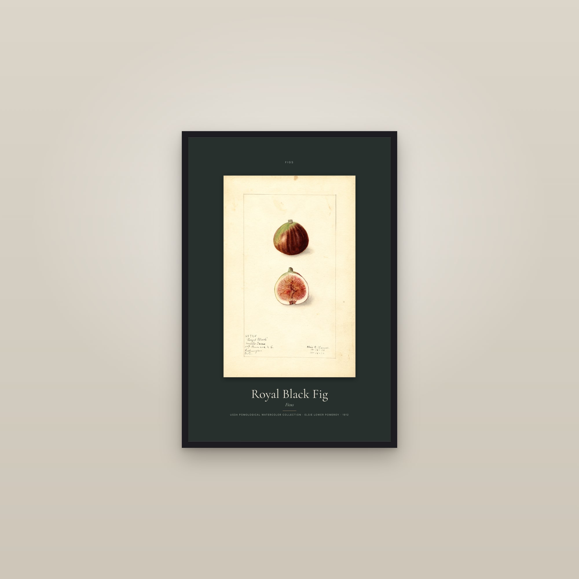 Royal Black Fig — Specimen — framed in a gallery setting