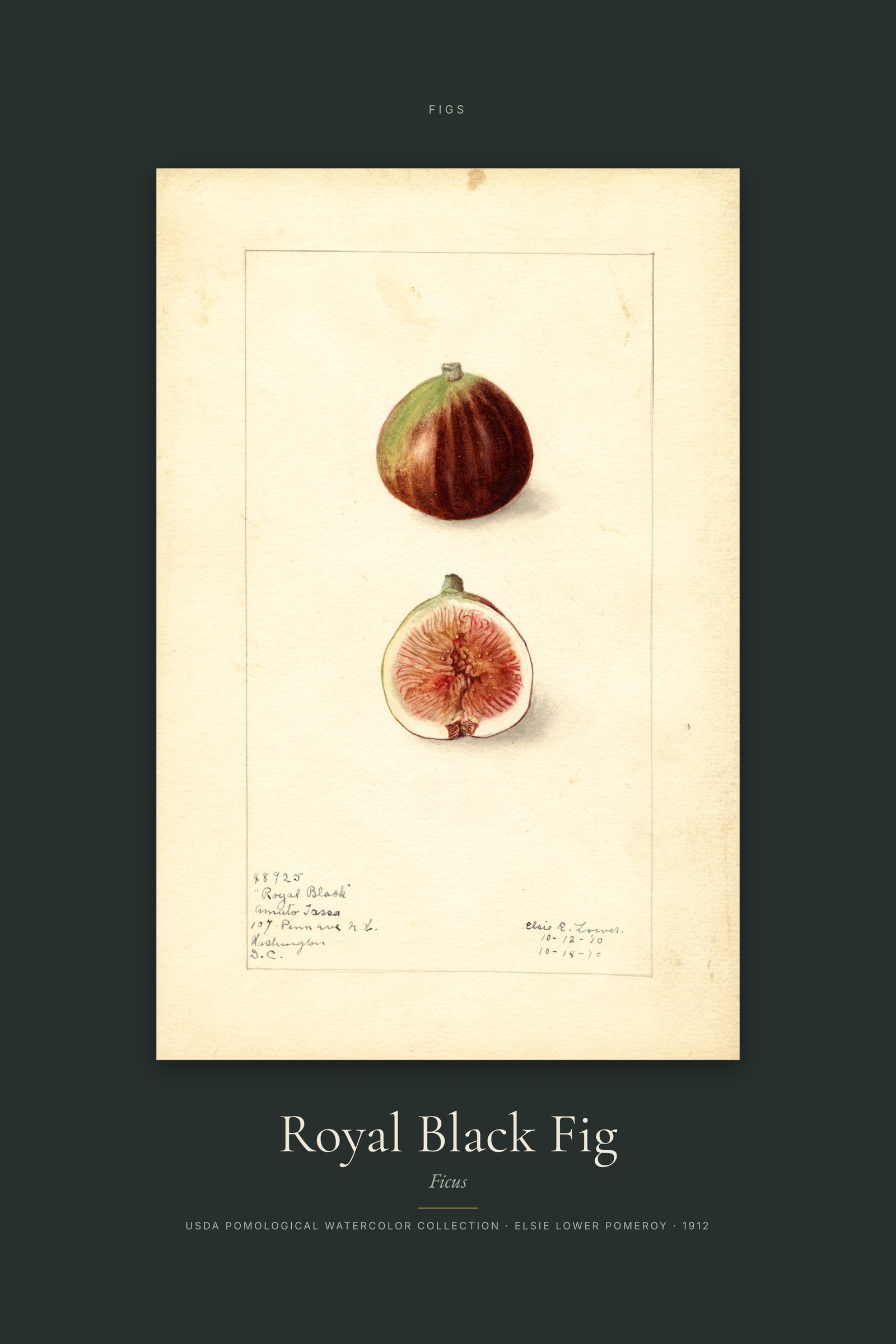 Royal Black Fig — Specimen