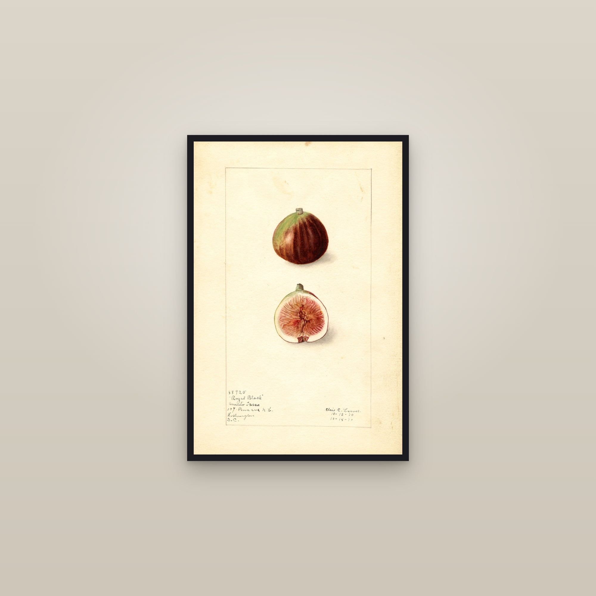 Royal Black Fig — framed in a gallery setting