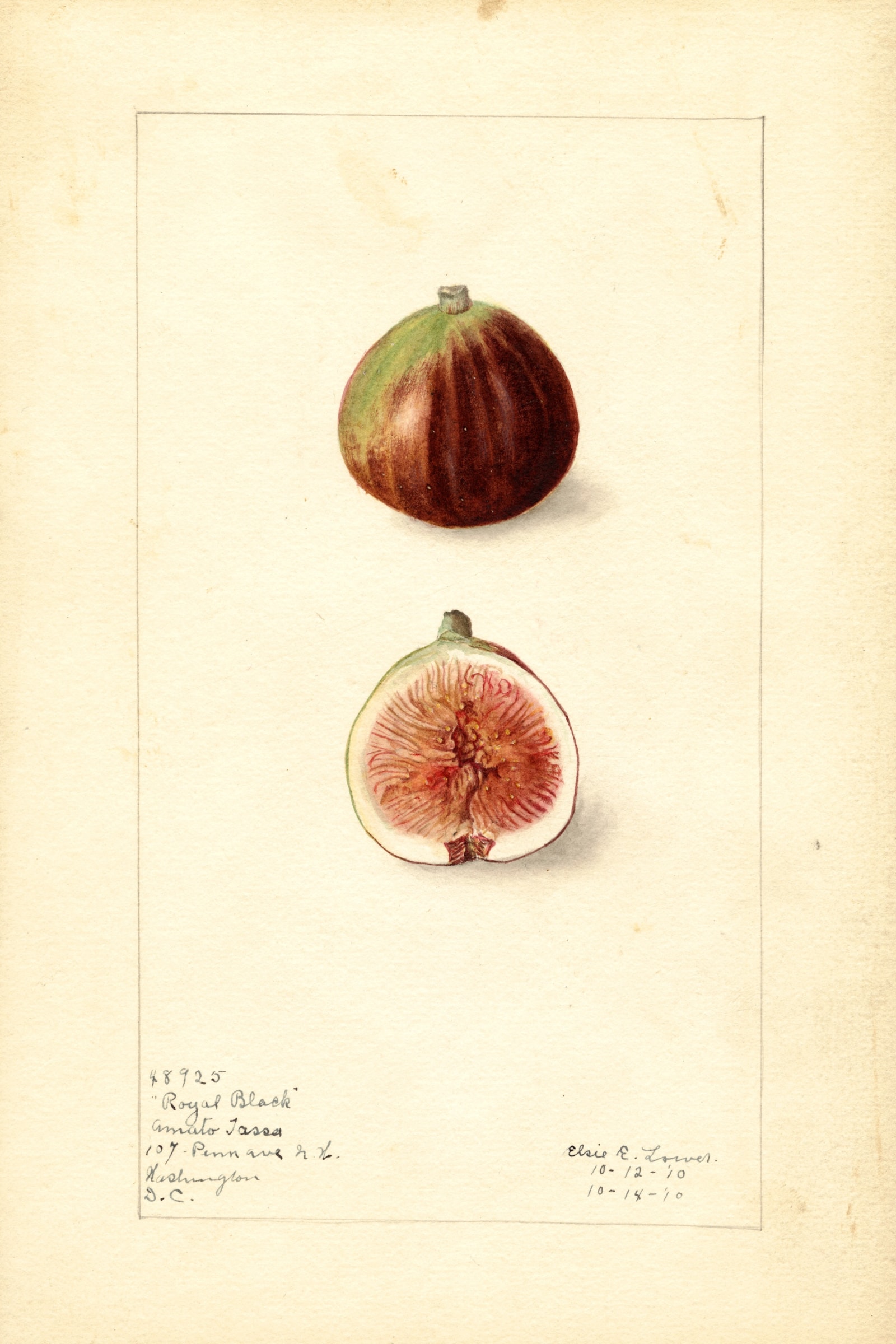 Royal Black Fig