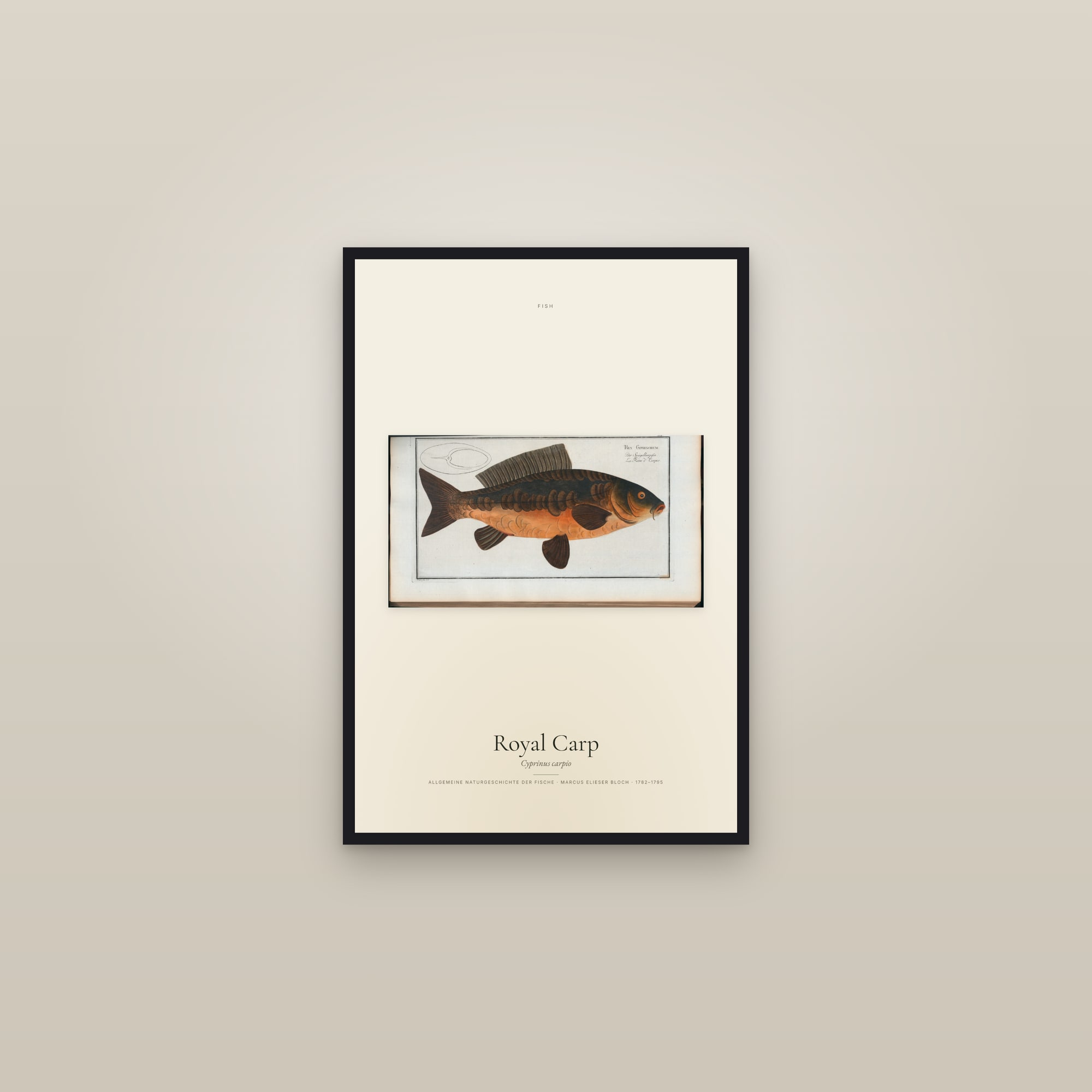 Royal Carp