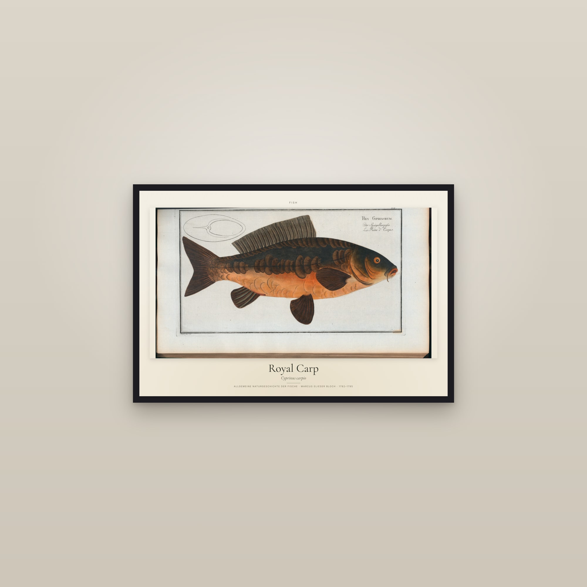 Royal Carp — framed in a gallery setting