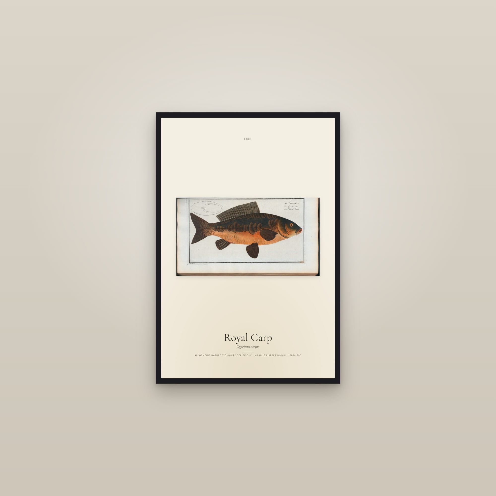 Royal Carp