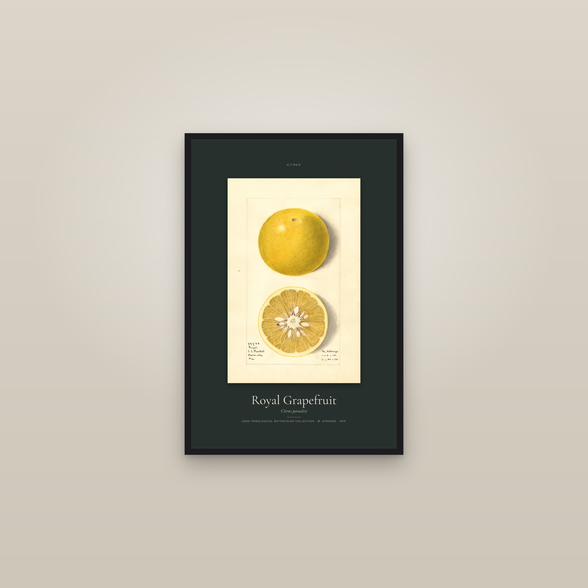 Royal Grapefruit — Specimen — framed in a gallery setting