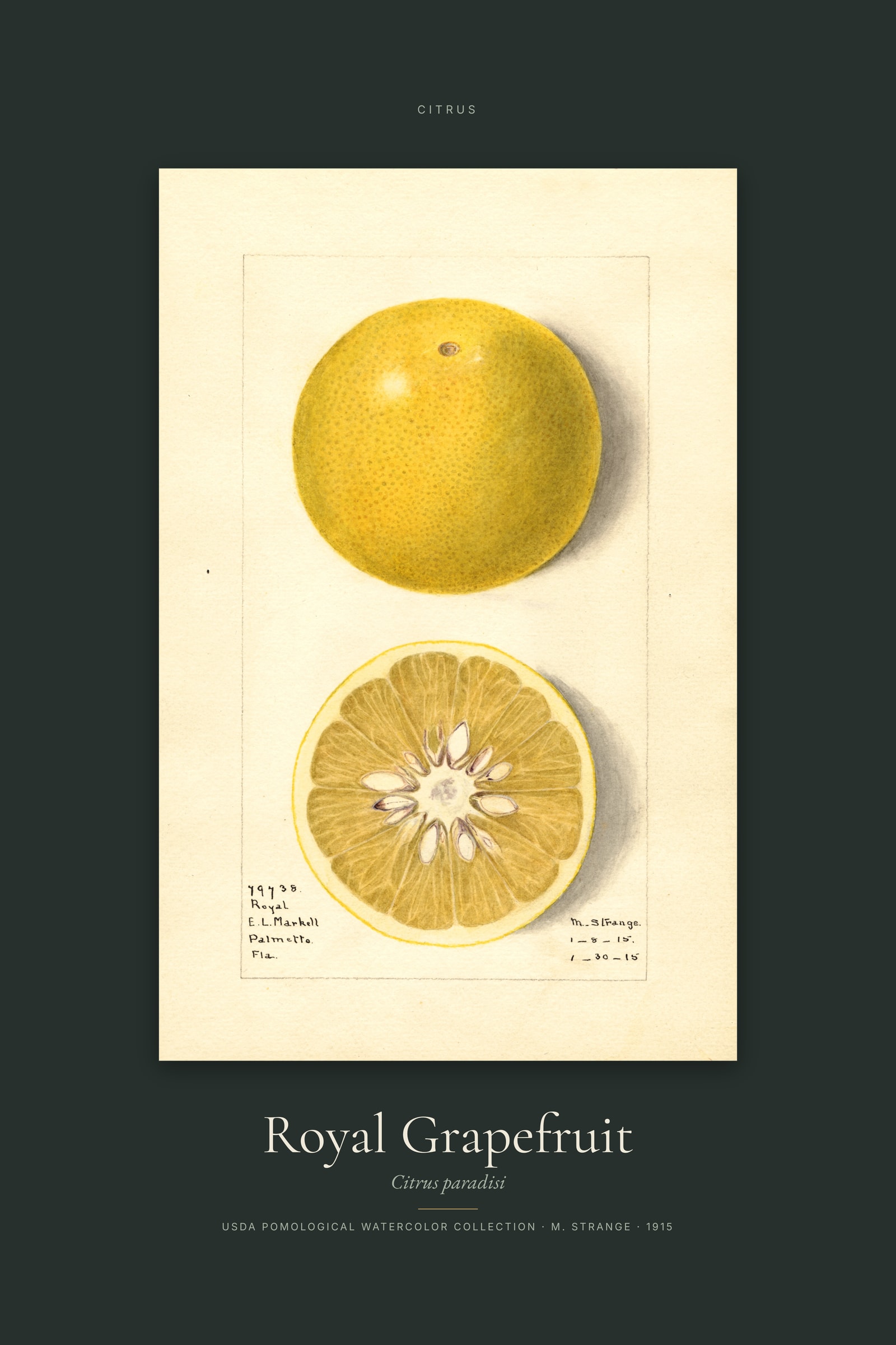 Royal Grapefruit — Specimen