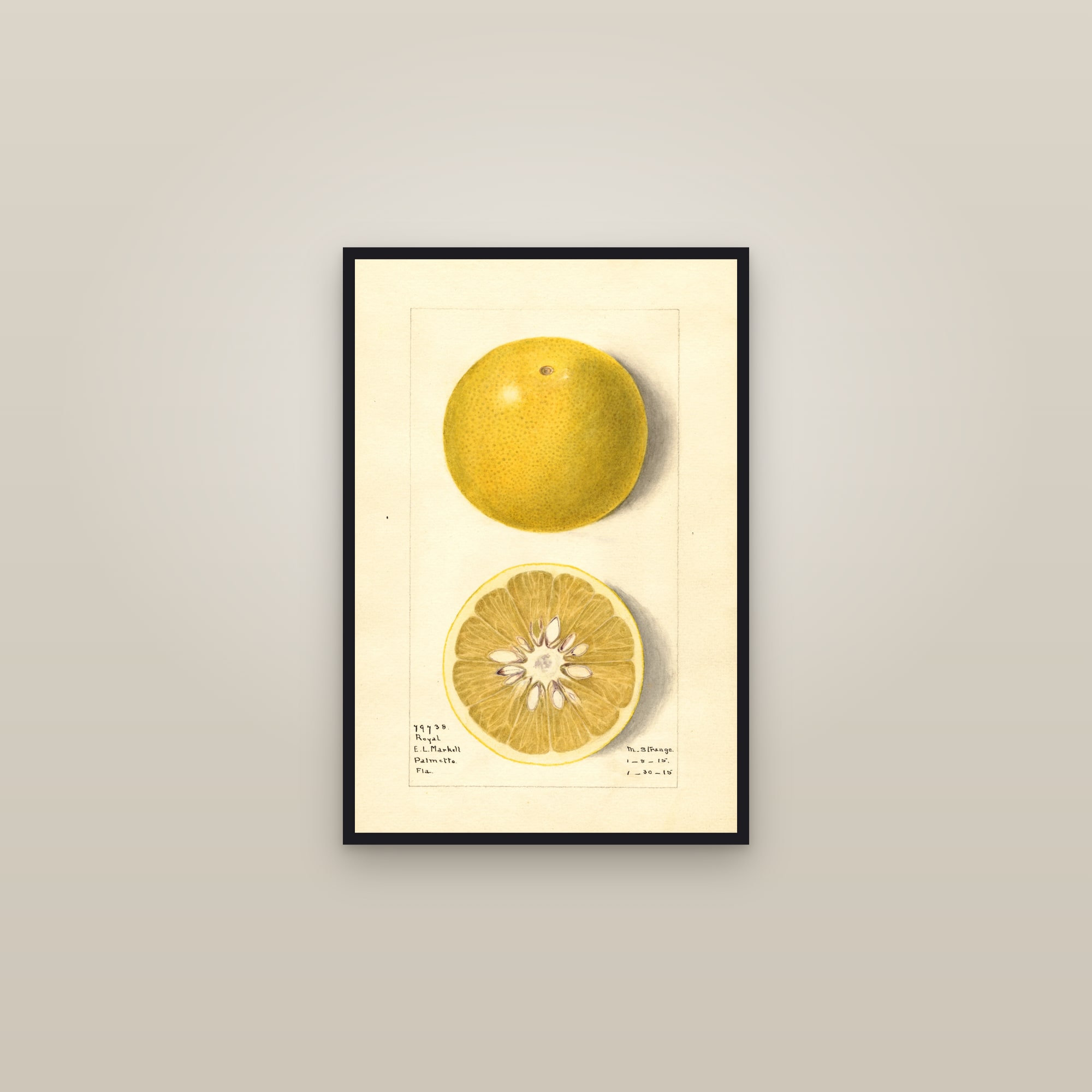 Royal Grapefruit — framed in a gallery setting