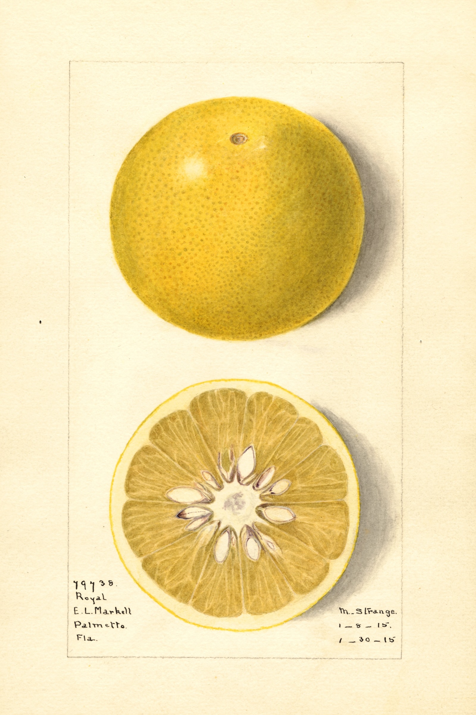 Royal Grapefruit