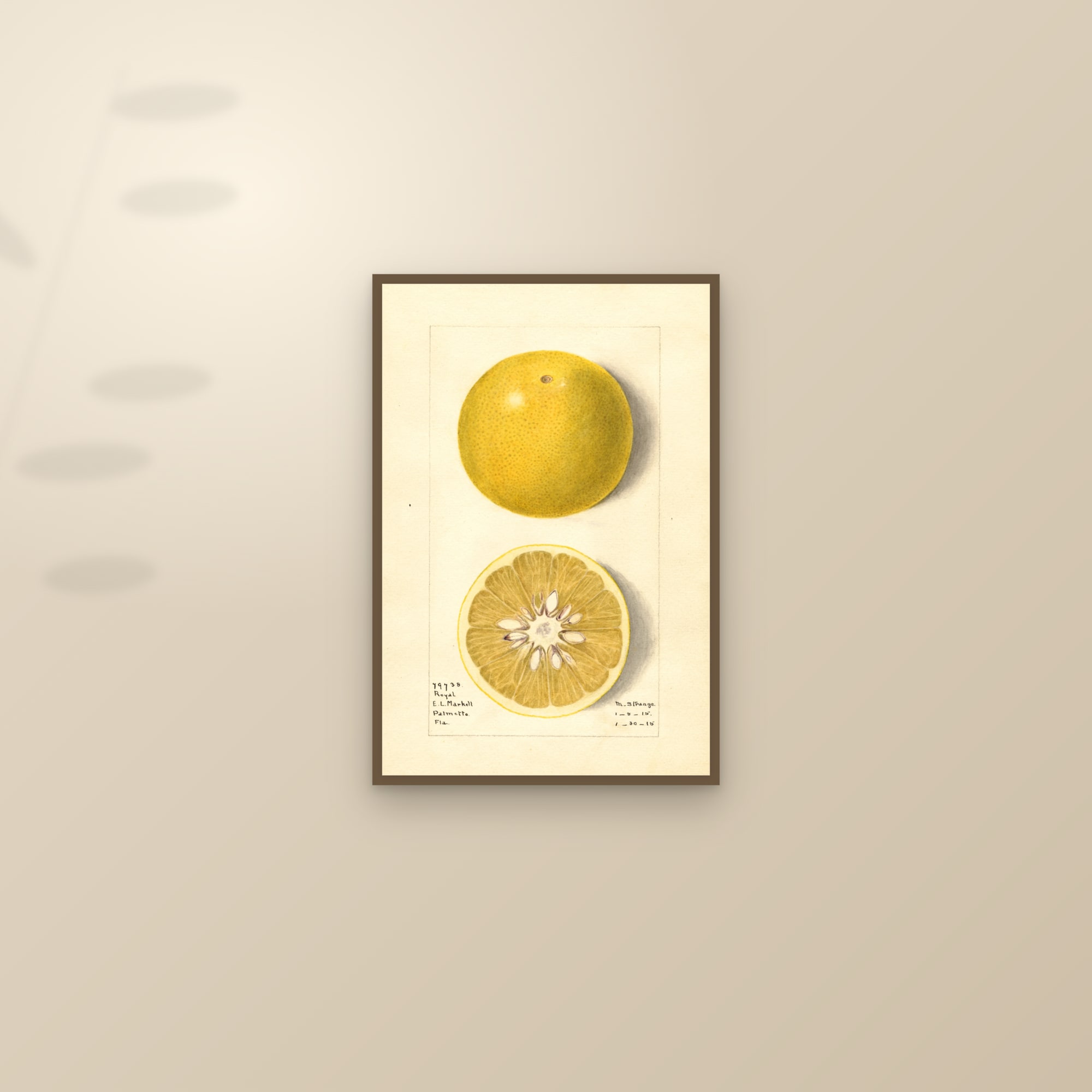 Royal Grapefruit — framed and styled on a sunlit wall