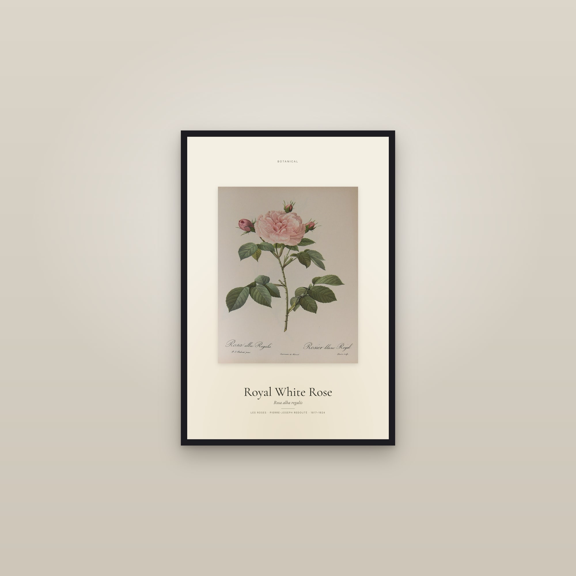 Royal White Rose — Specimen