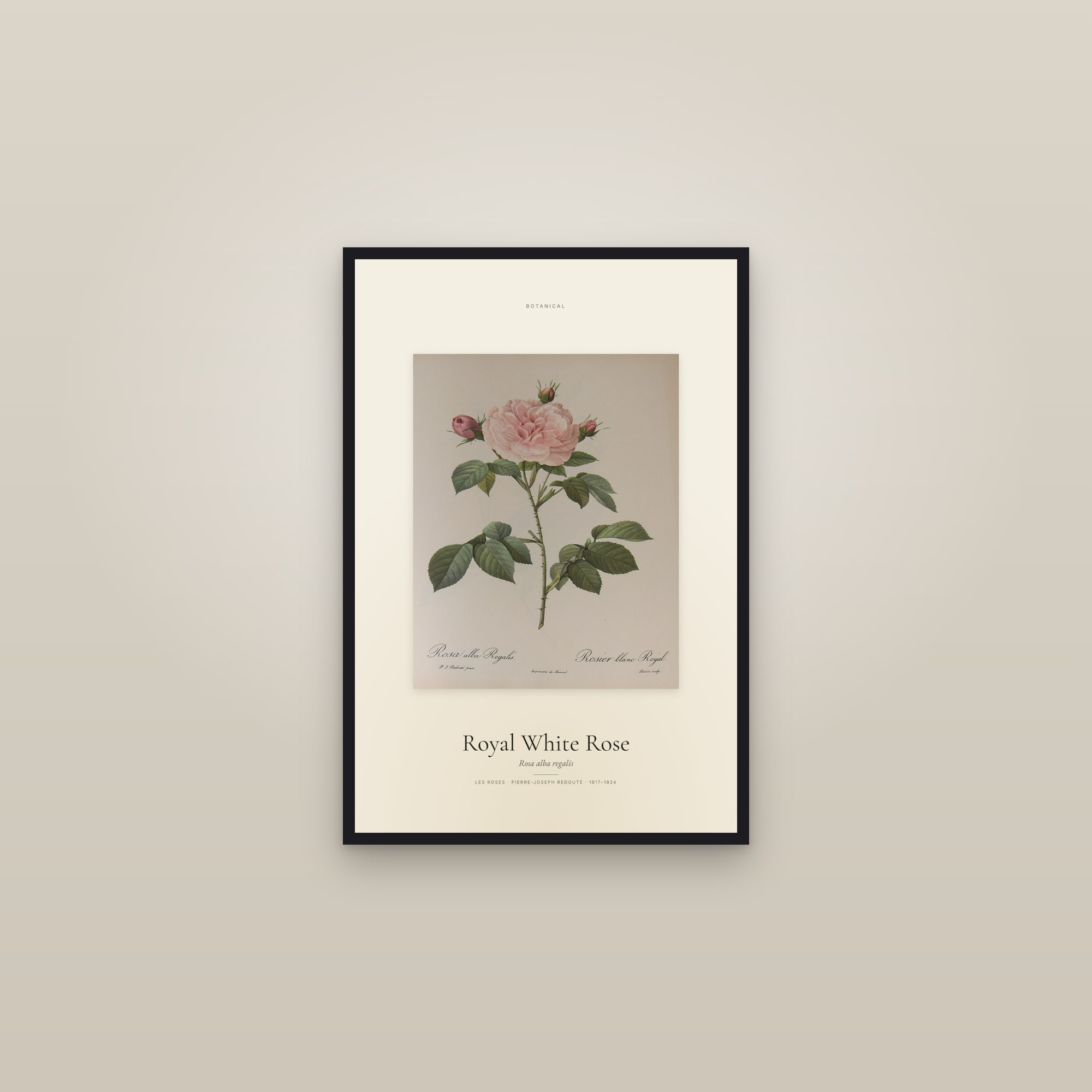 Royal White Rose — Specimen — framed in a gallery setting