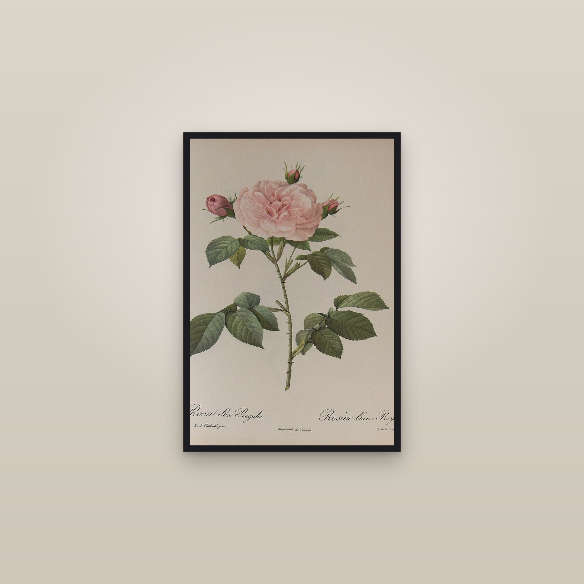 Royal White Rose — framed in a gallery setting