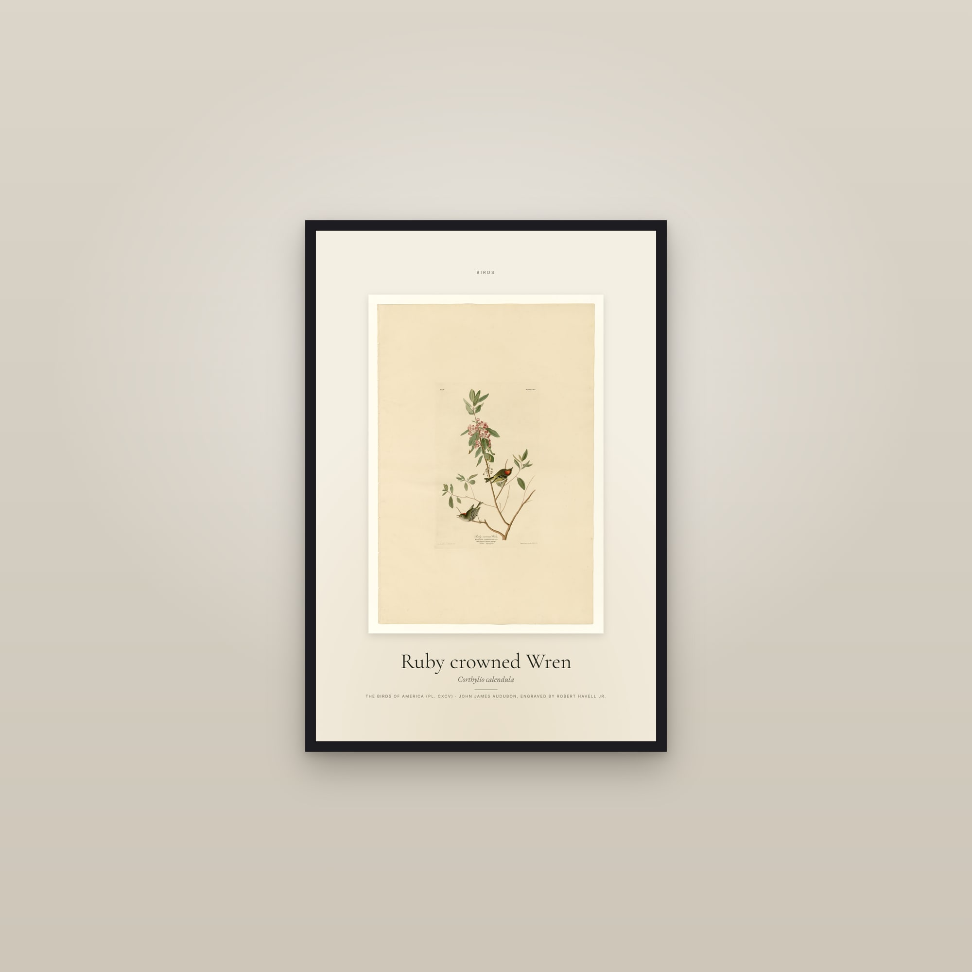 Ruby crowned Wren — Specimen — framed in a gallery setting