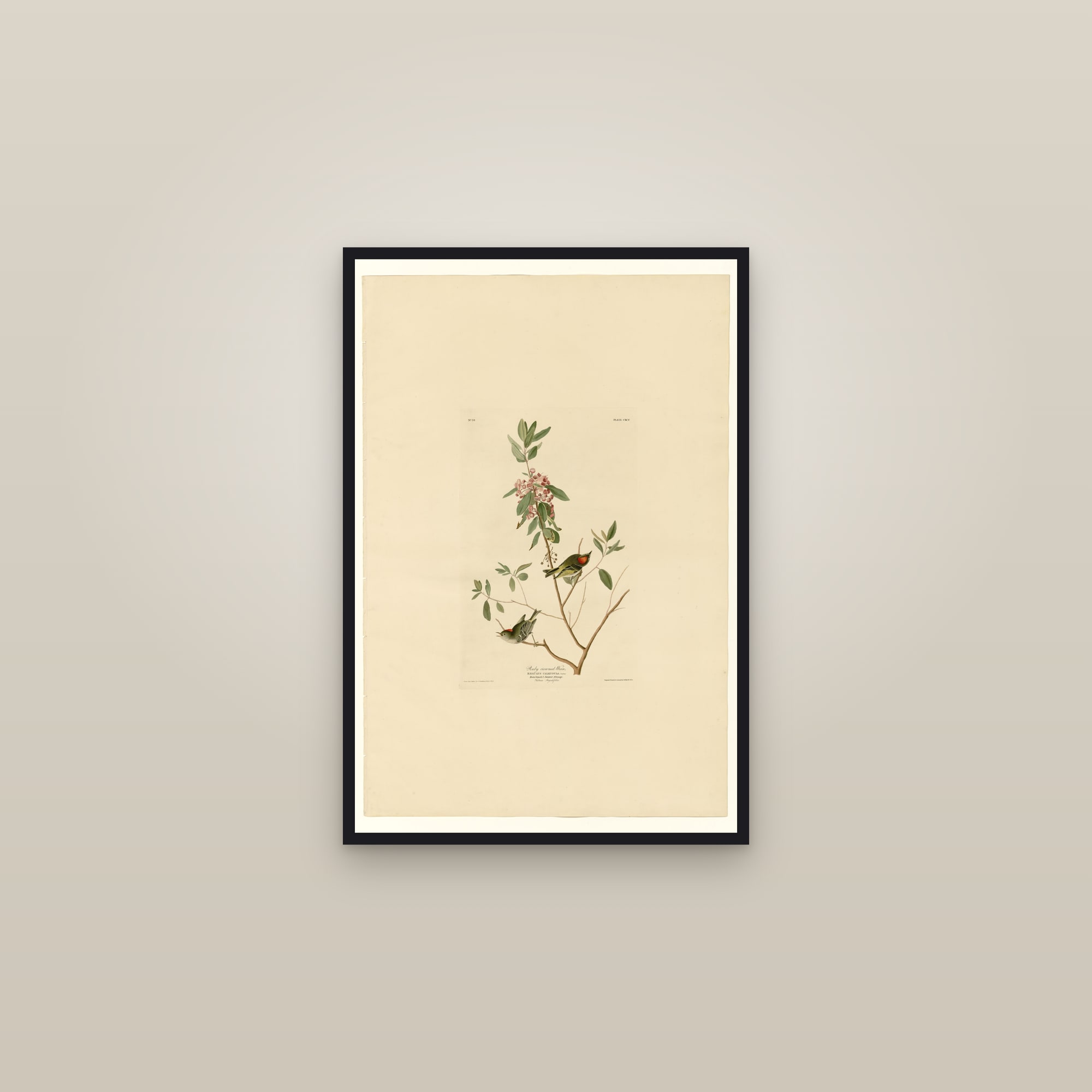 Ruby crowned Wren — framed in a gallery setting