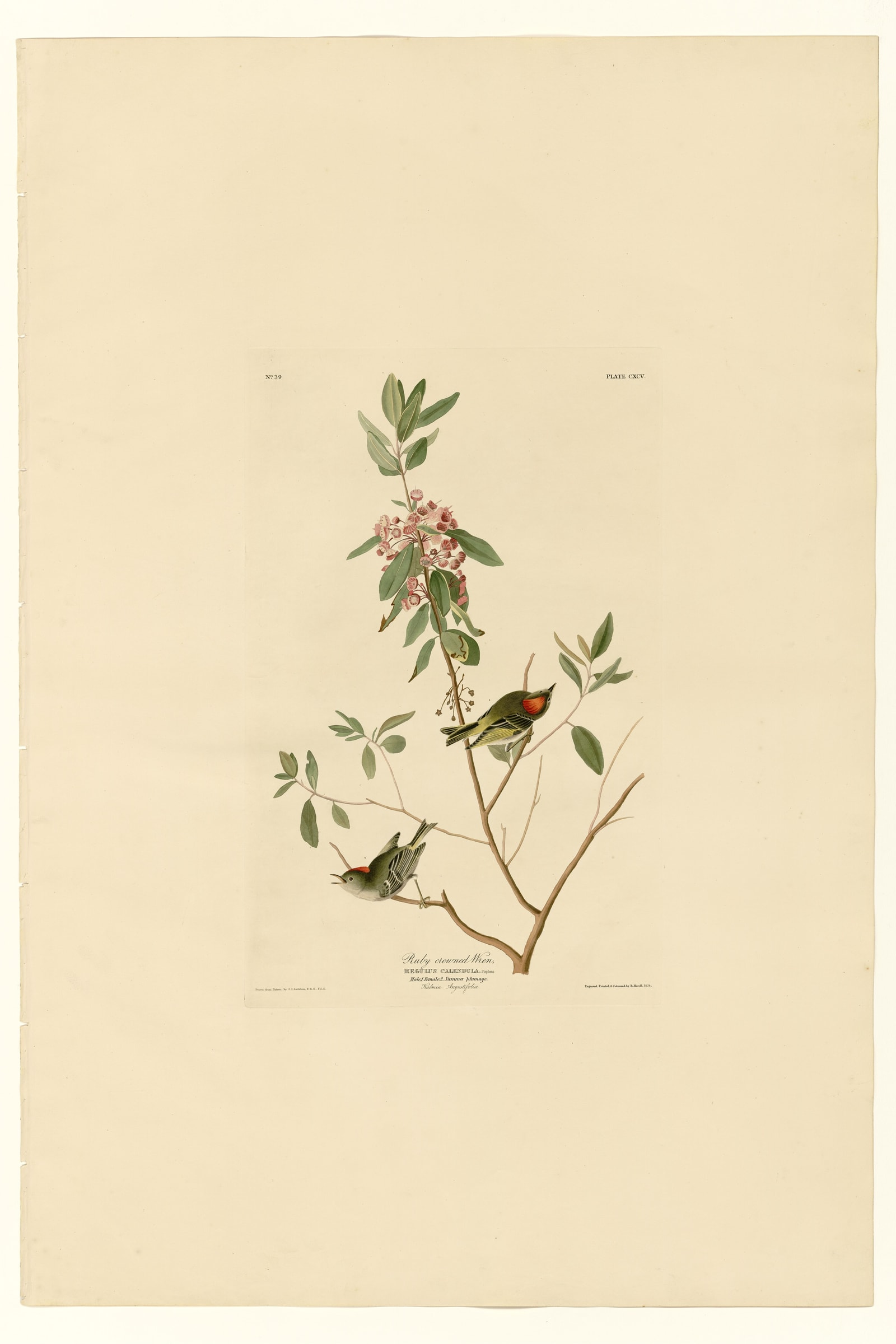 Ruby crowned Wren