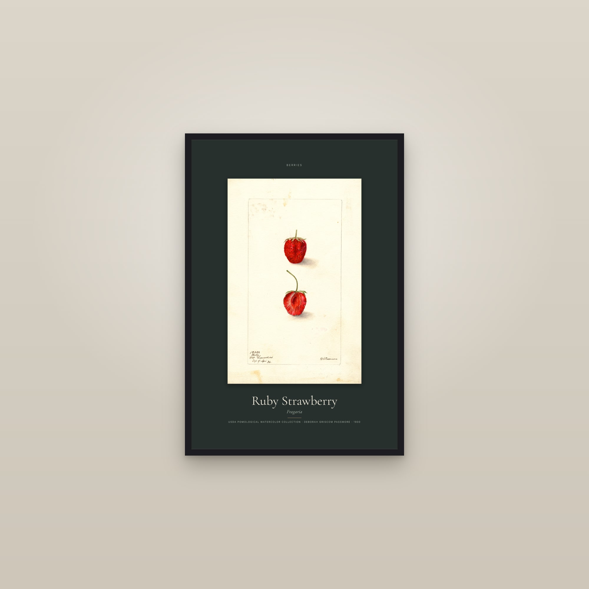 Ruby Strawberry — Specimen — framed in a gallery setting