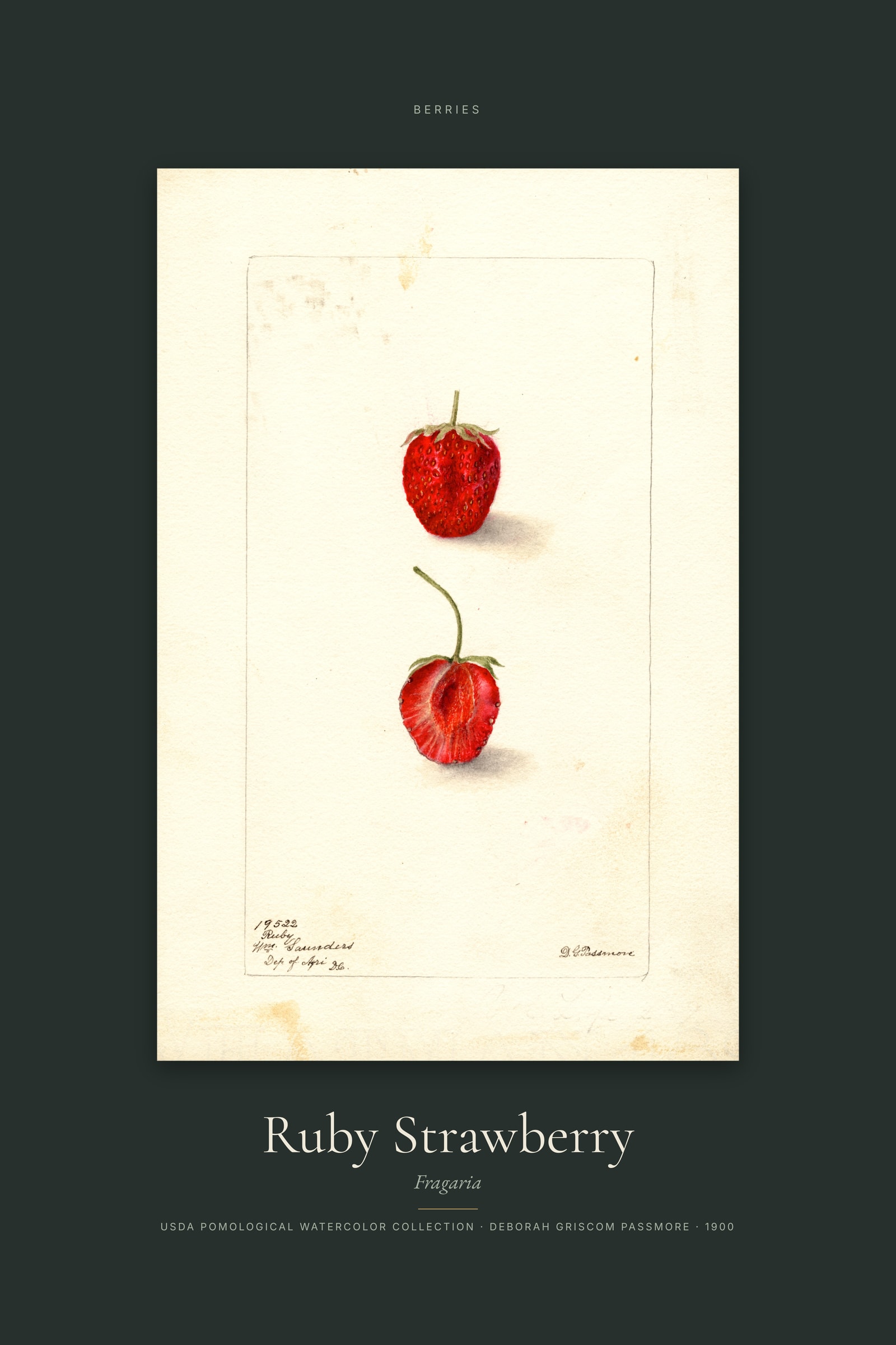 Ruby Strawberry — Specimen