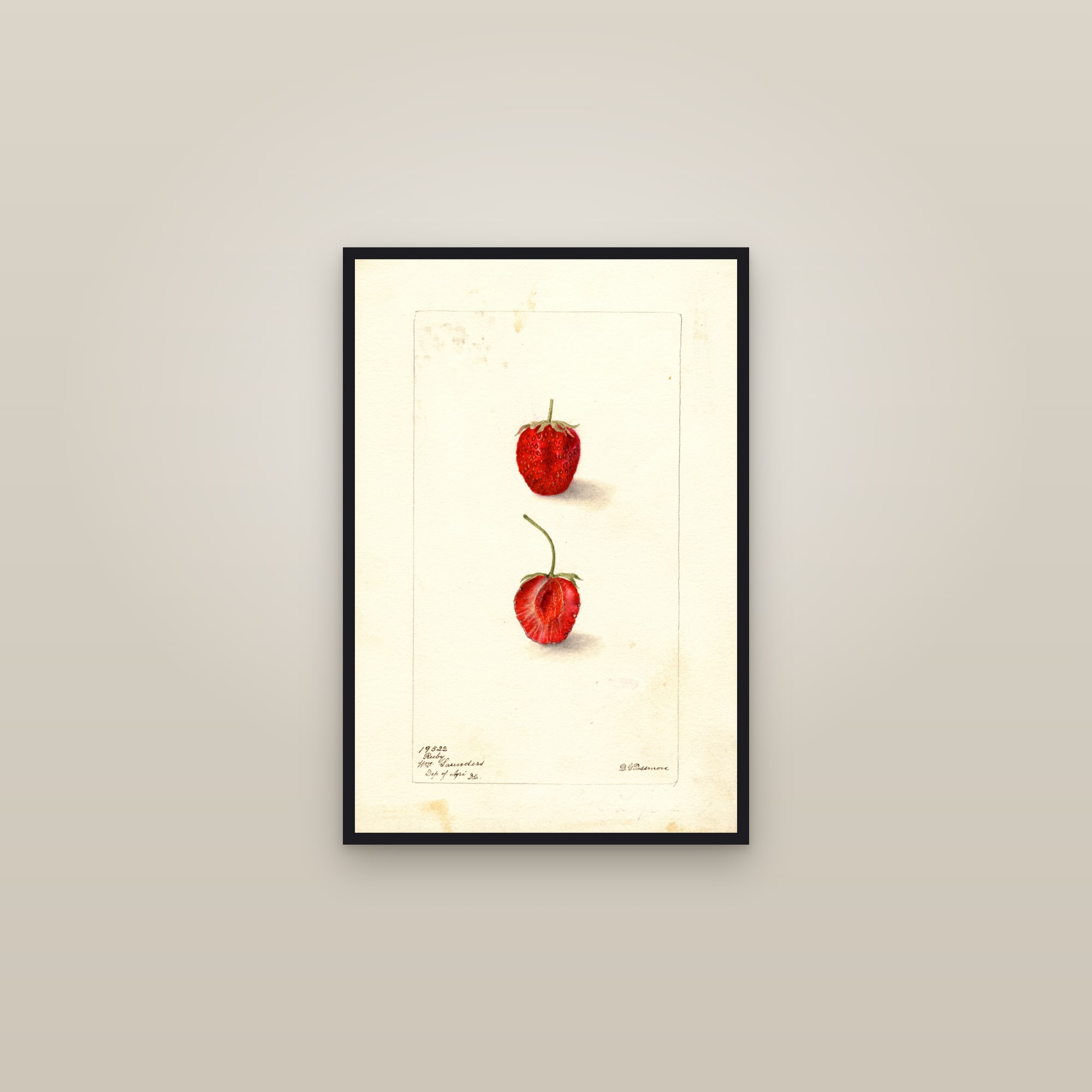 Ruby Strawberry — framed in a gallery setting