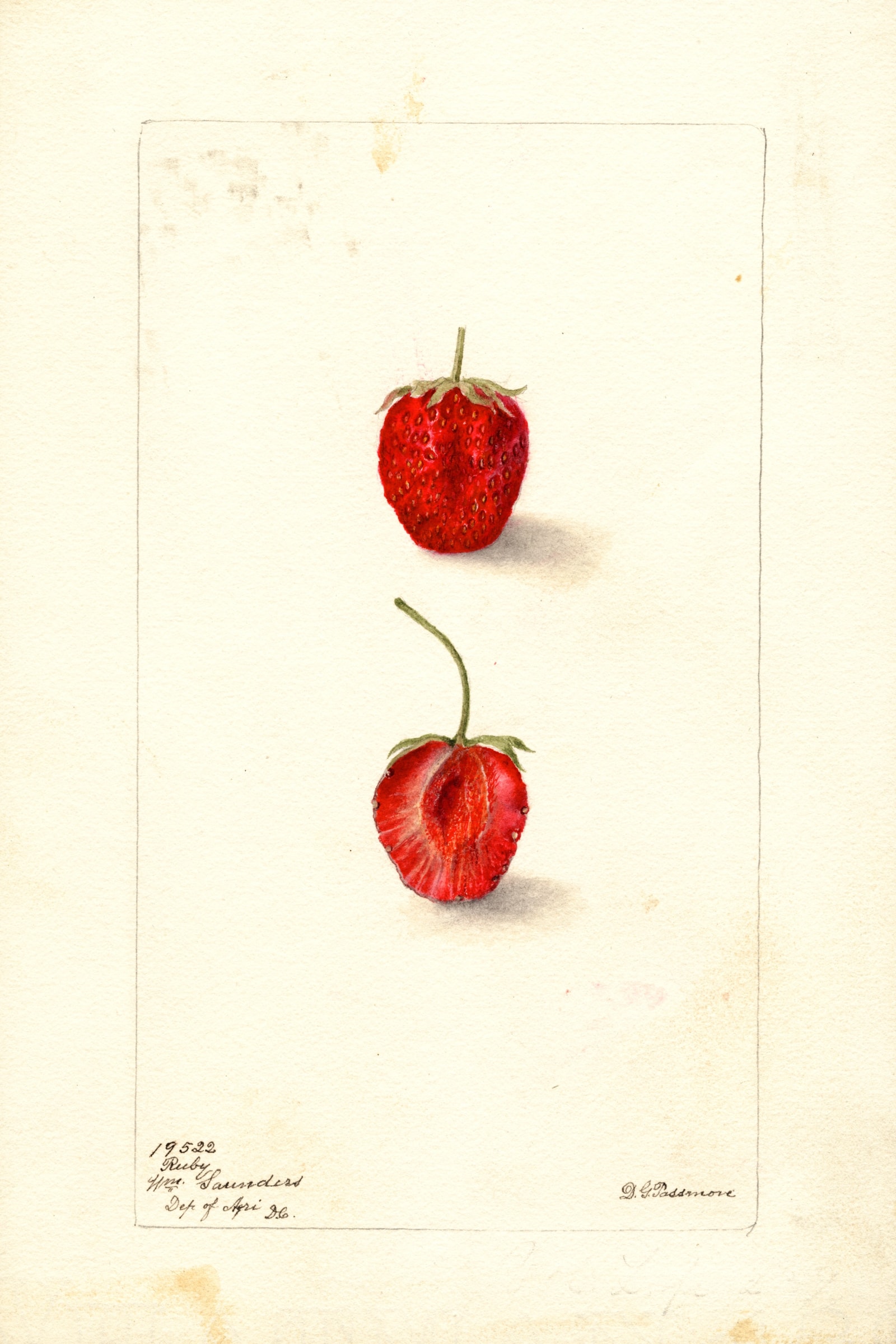 Ruby Strawberry