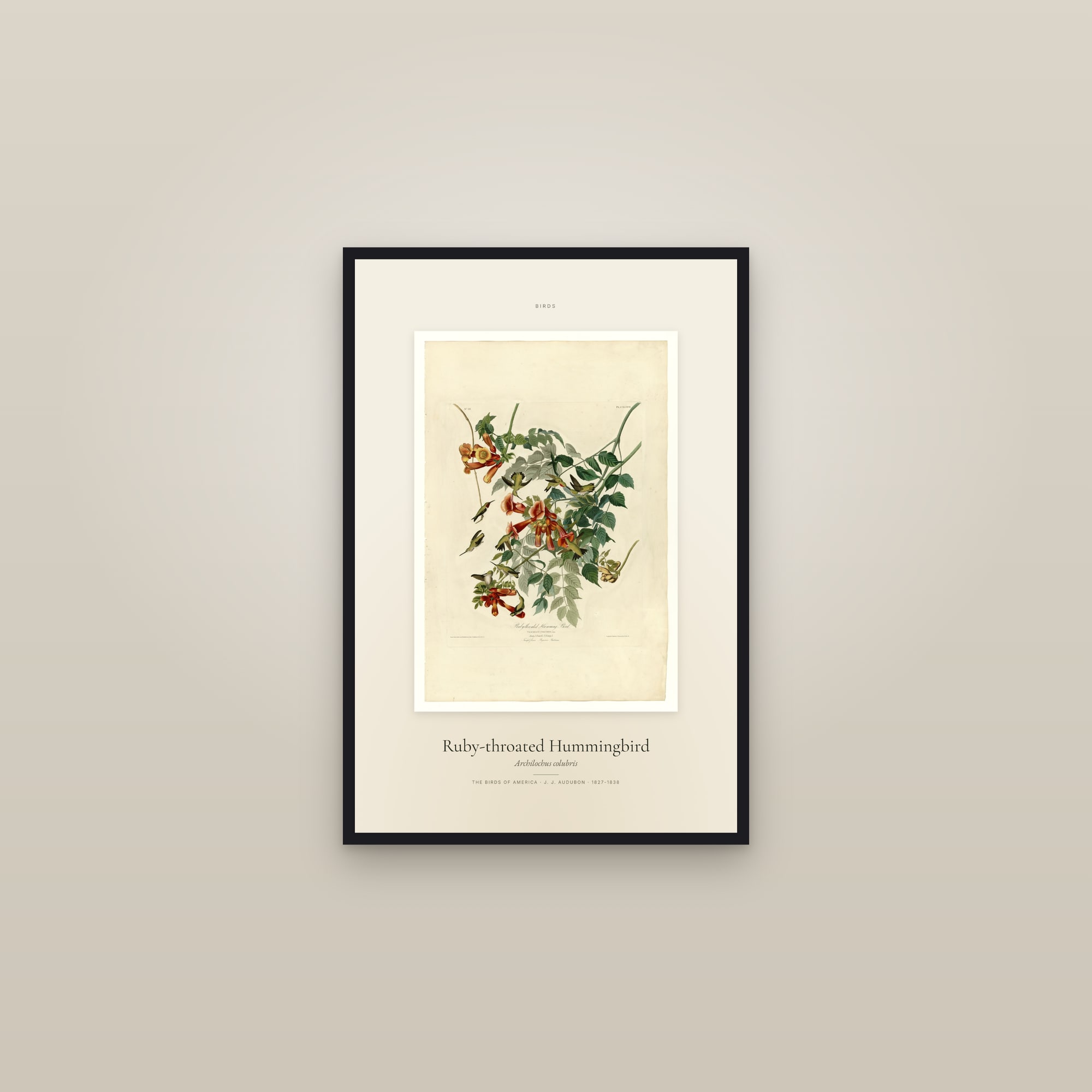 Ruby-throated Hummingbird — Specimen — framed in a gallery setting