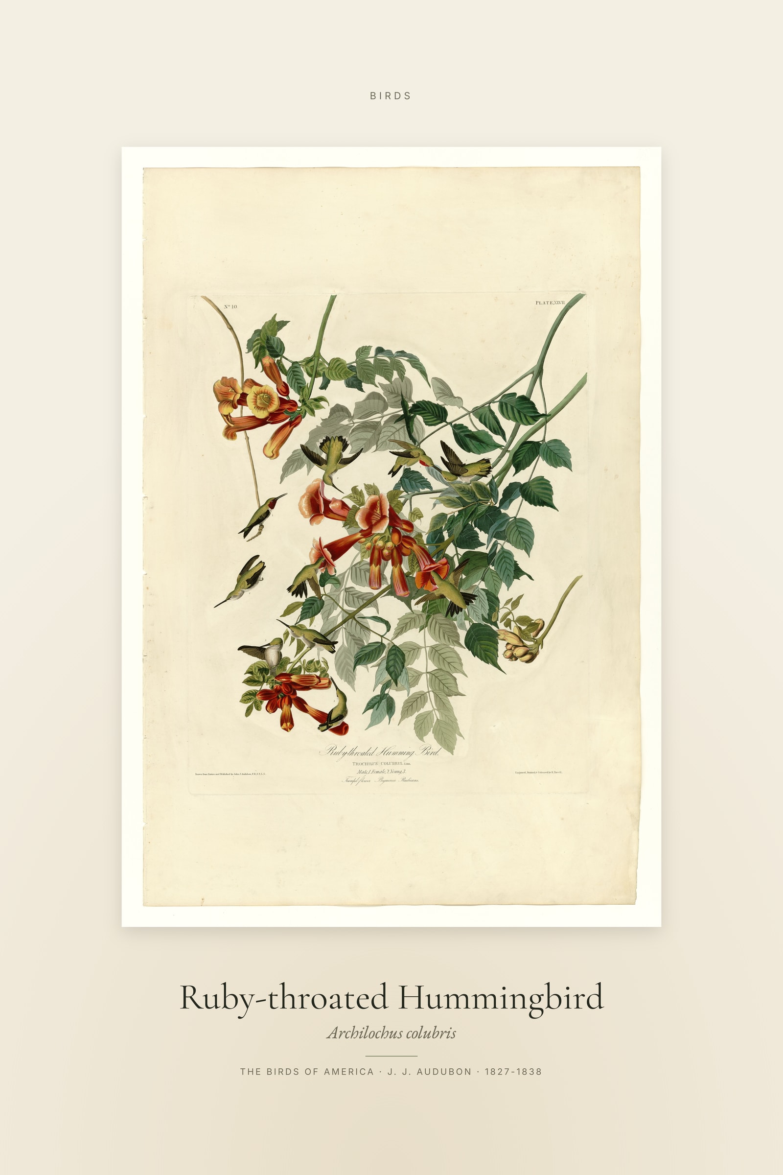Ruby-throated Hummingbird — Specimen