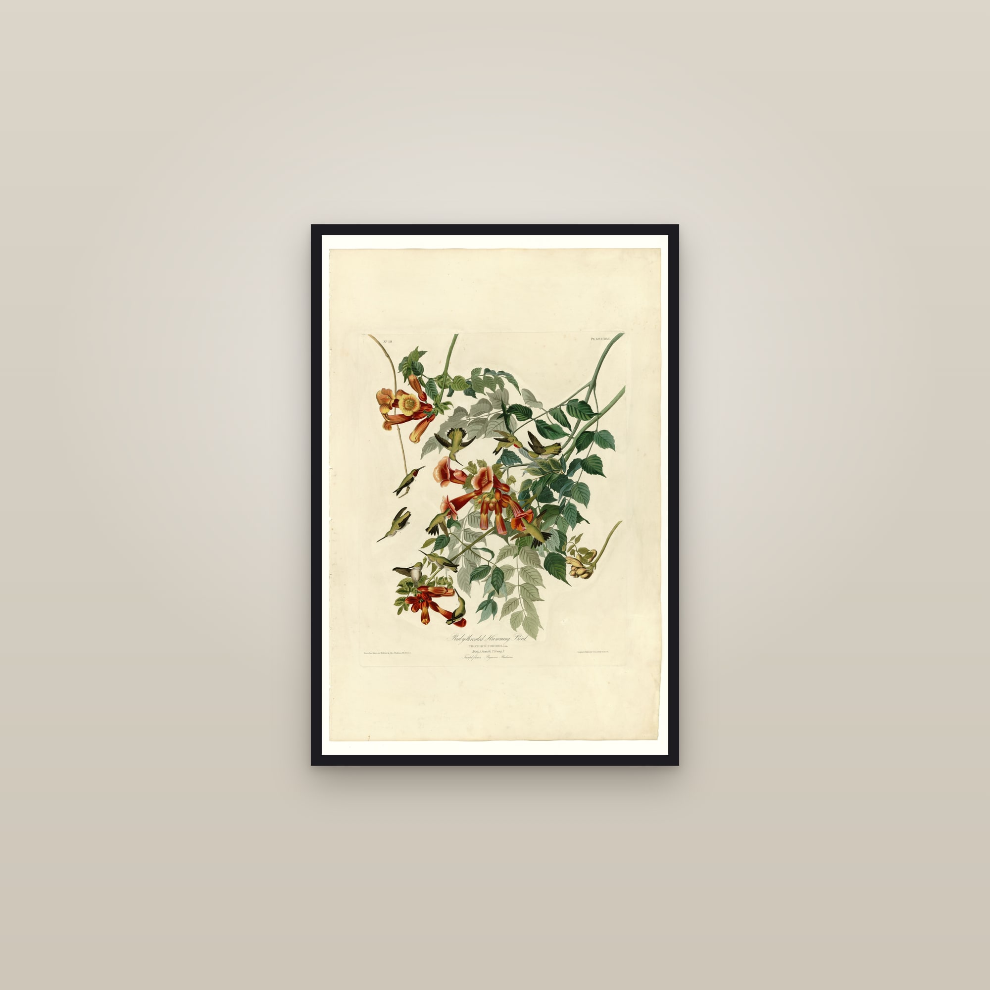 Ruby-throated Hummingbird — framed in a gallery setting