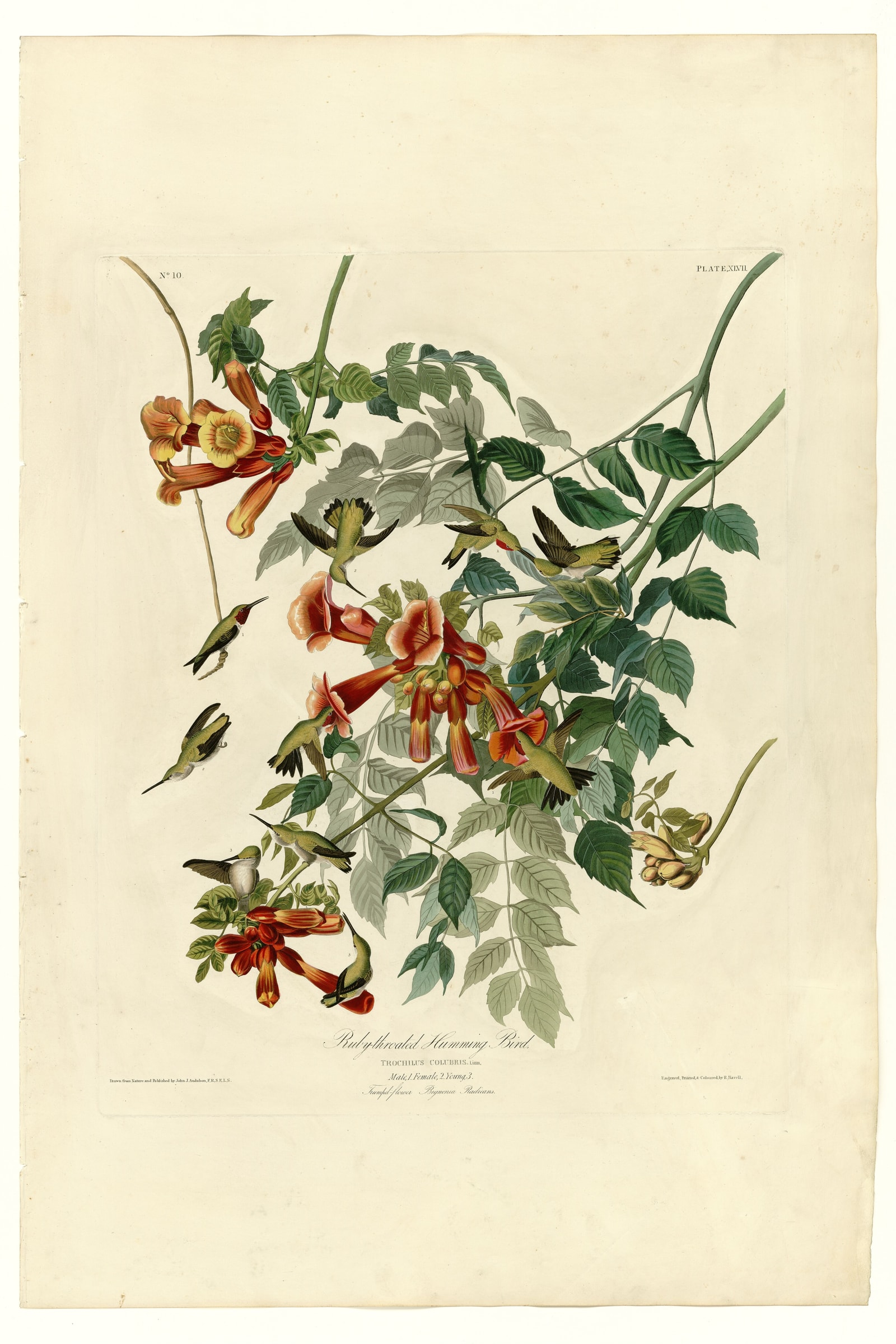 Ruby-throated Hummingbird