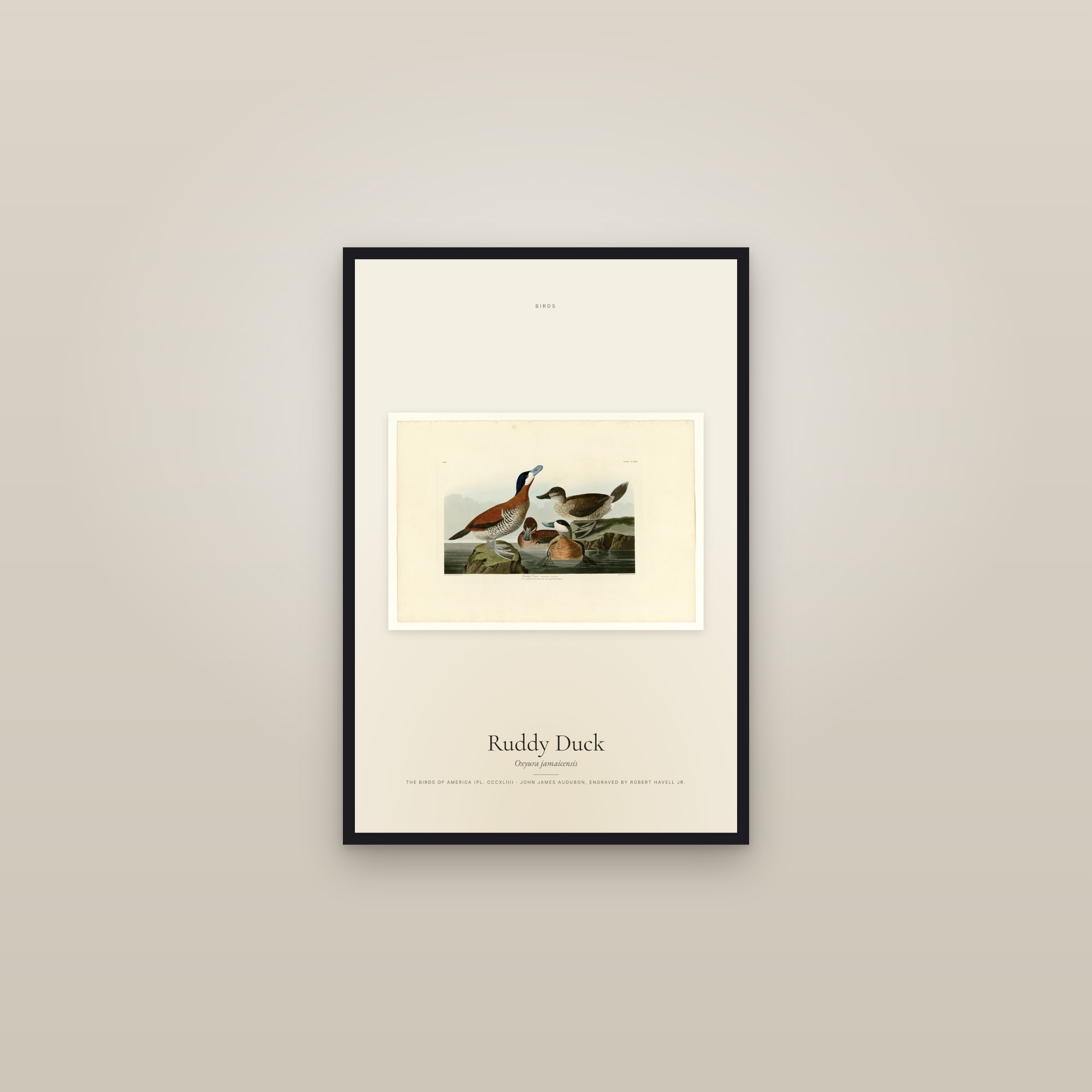 Ruddy Duck — framed in a gallery setting